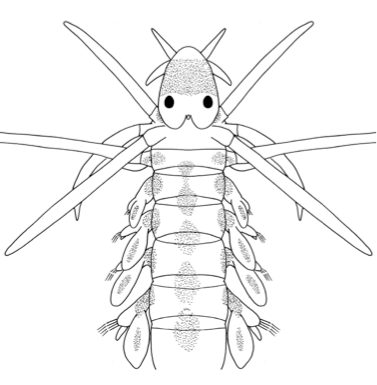 Flerbørstemarker: Phyllodoce mucosa.