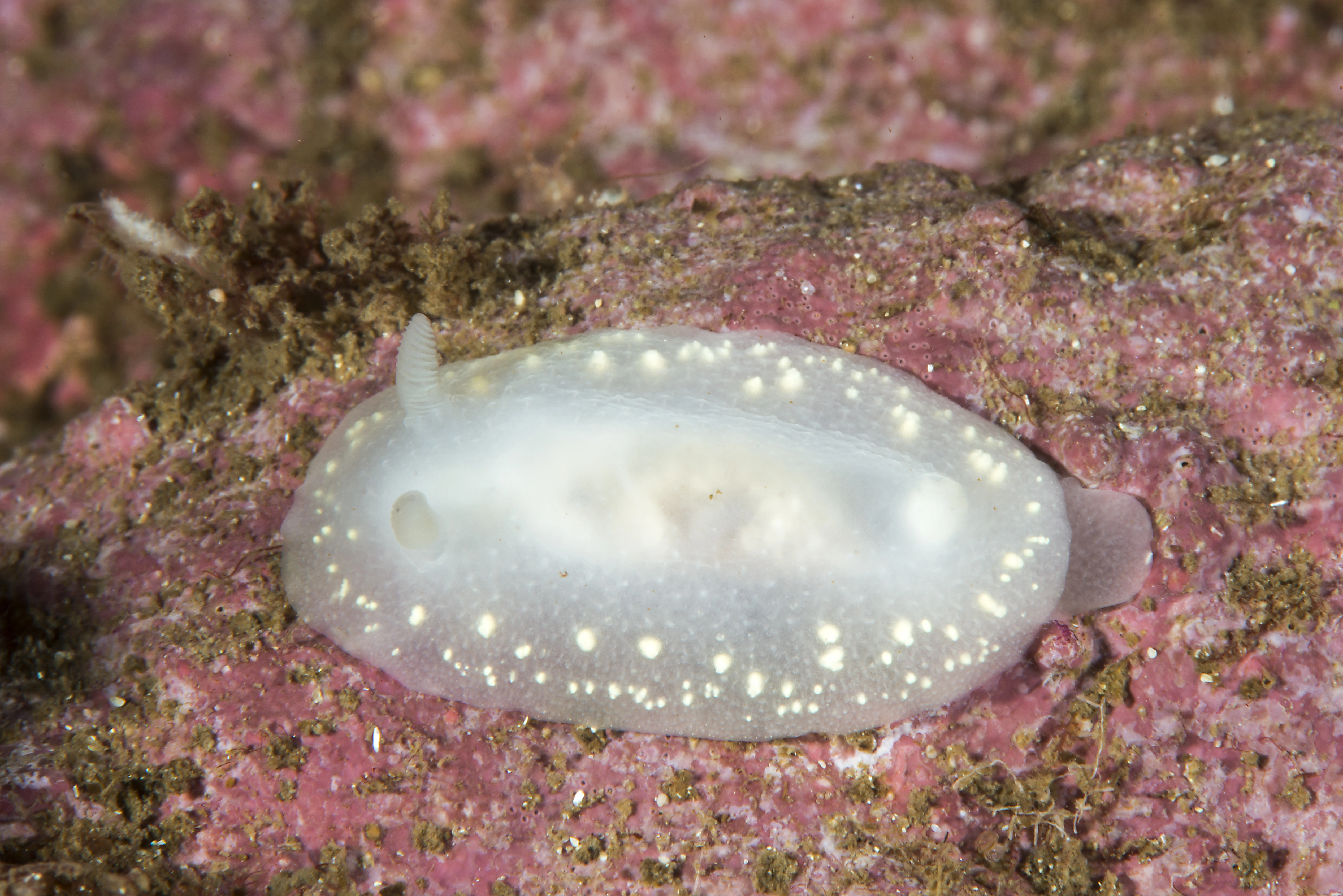 Bløtdyr: Cadlina laevis.