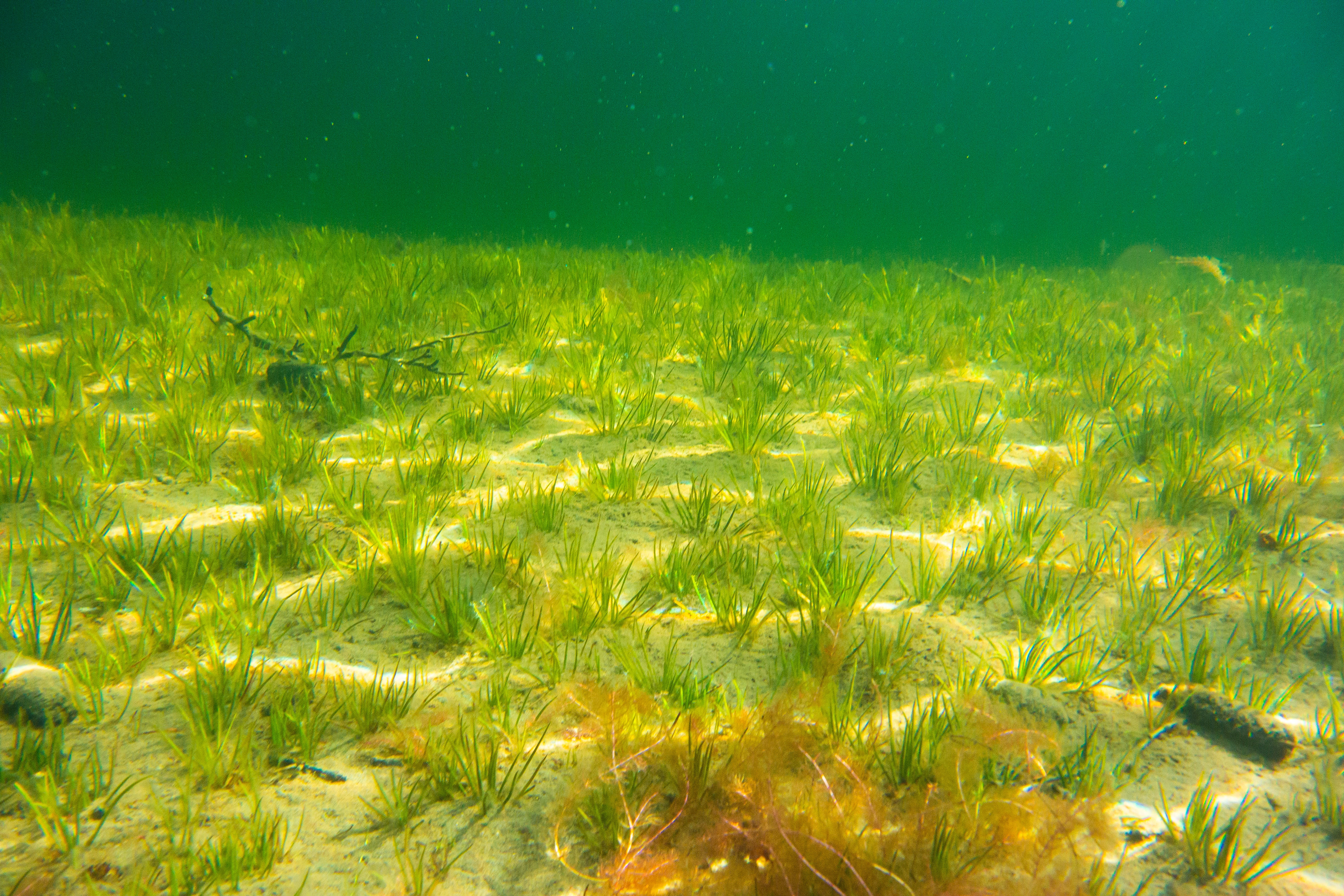 L2-C-4 Noe kalkfattig fin innsjø-sedimentbunn i plantebeltet. Stivt brasmegras. L2 Eufotisk innsjø-sedimentbunn.