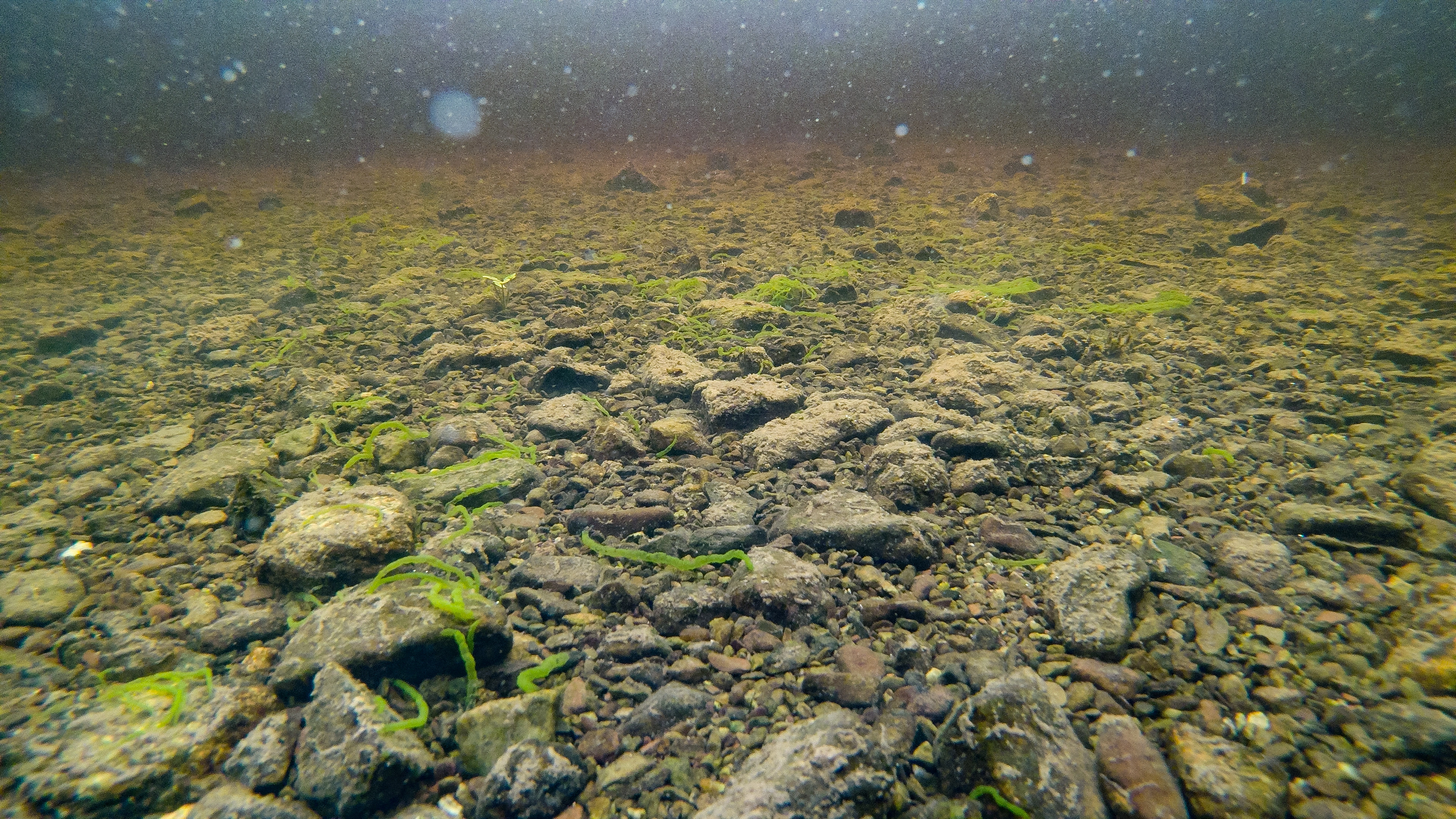 L2-C-7 Svært kalkfattig grov innsjø-sedimentbunn i plantebeltet. L2 Eufotisk innsjø-sedimentbunn.