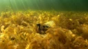 L5-C-1 Kalkfattig undervannseng i innsjø. Tusenblad. L5 Ferskvanns-undervannseng.