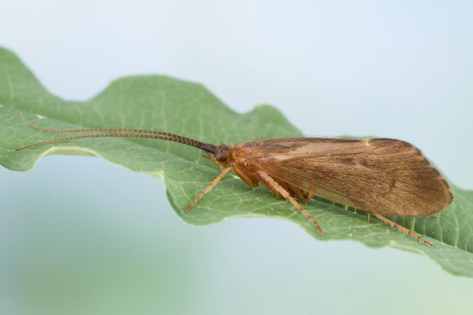 Vårfluer: Anabolia brevipennis.