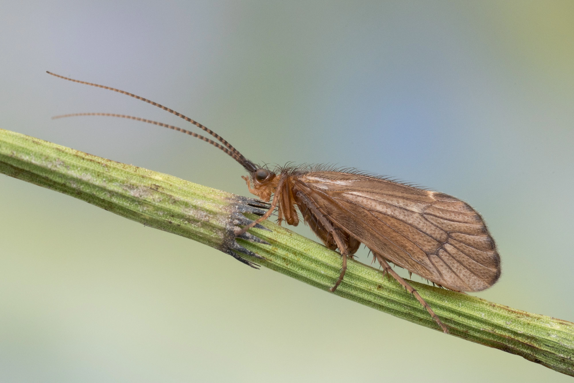 Vårfluer: Anabolia brevipennis.