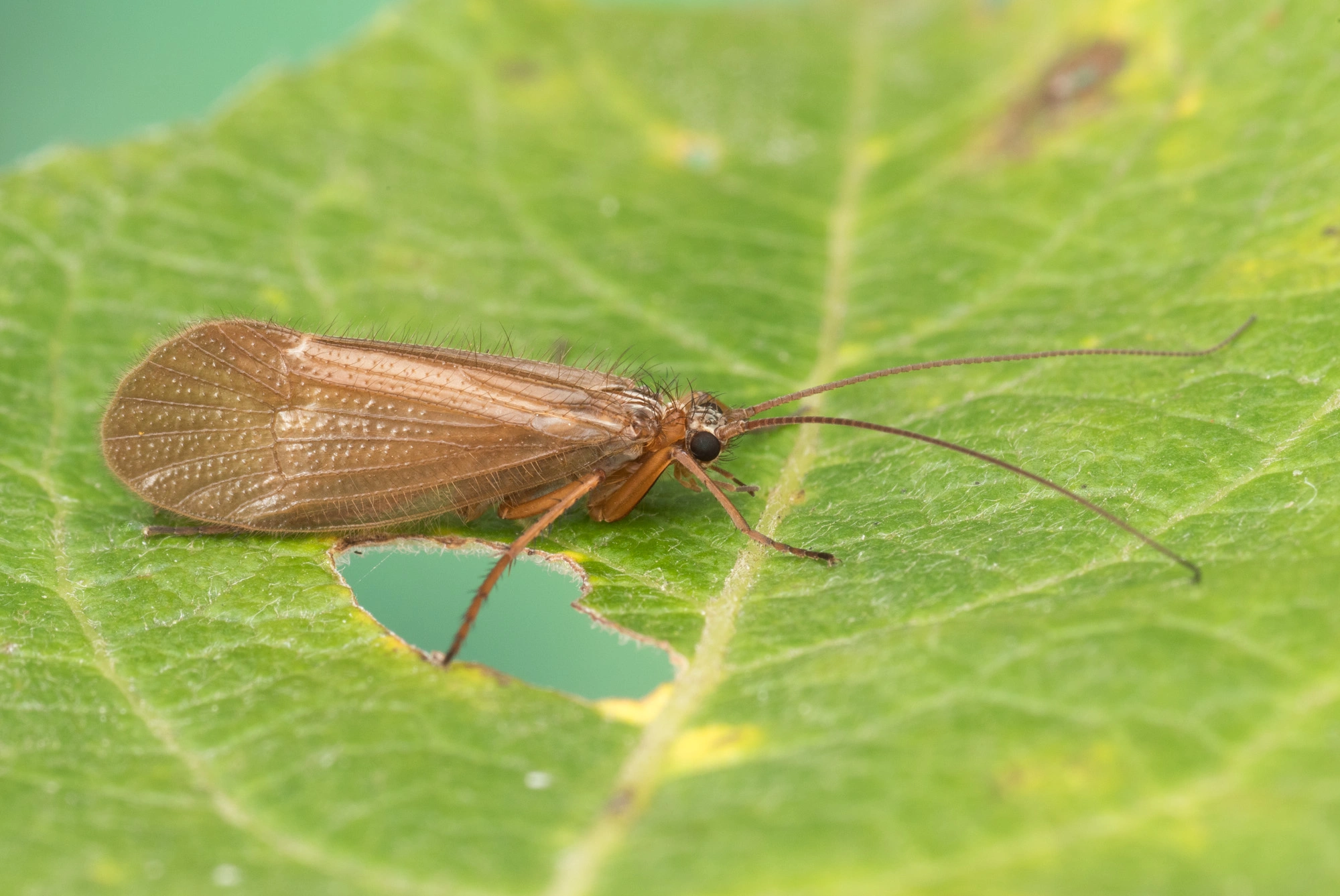 Vårfluer: Chaetopteryx villosa.