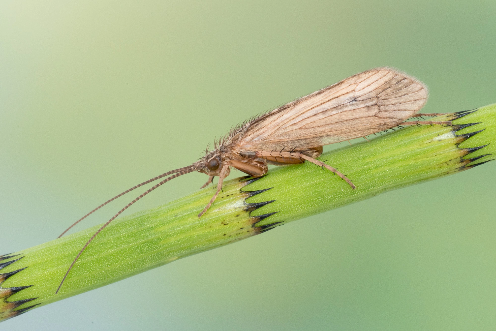 Vårfluer: Colpotaulius incisus.