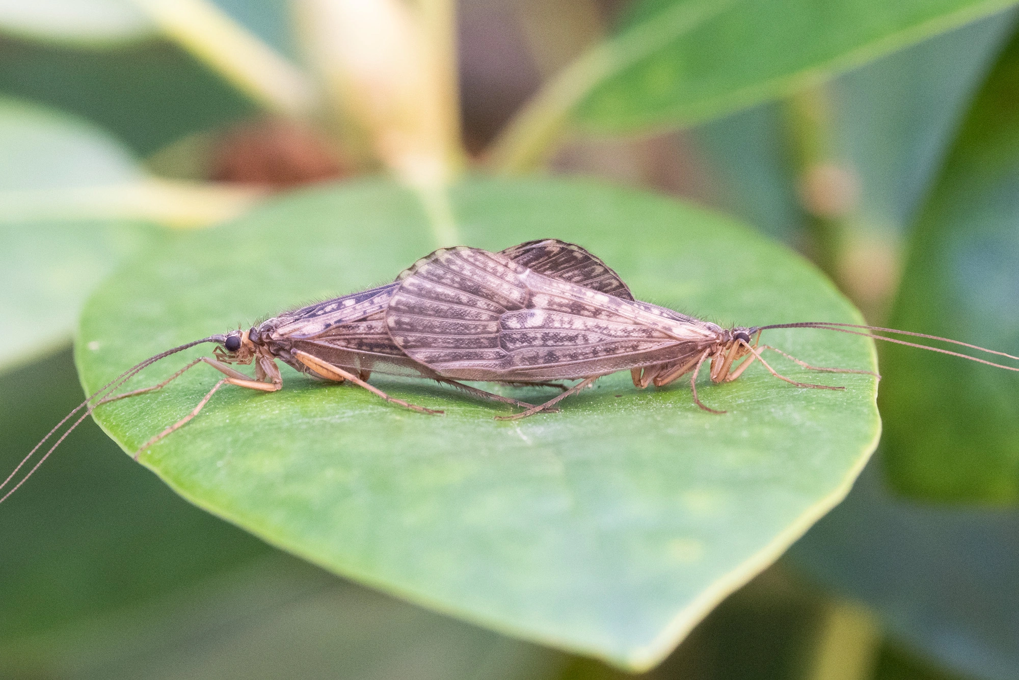 Vårfluer: Halesus tesselatus.