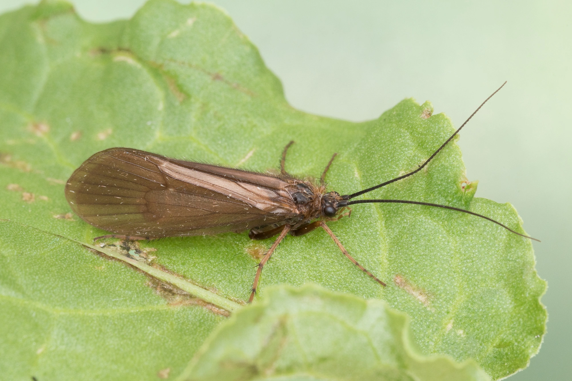 Vårfluer: Hydatophylax infumatus.