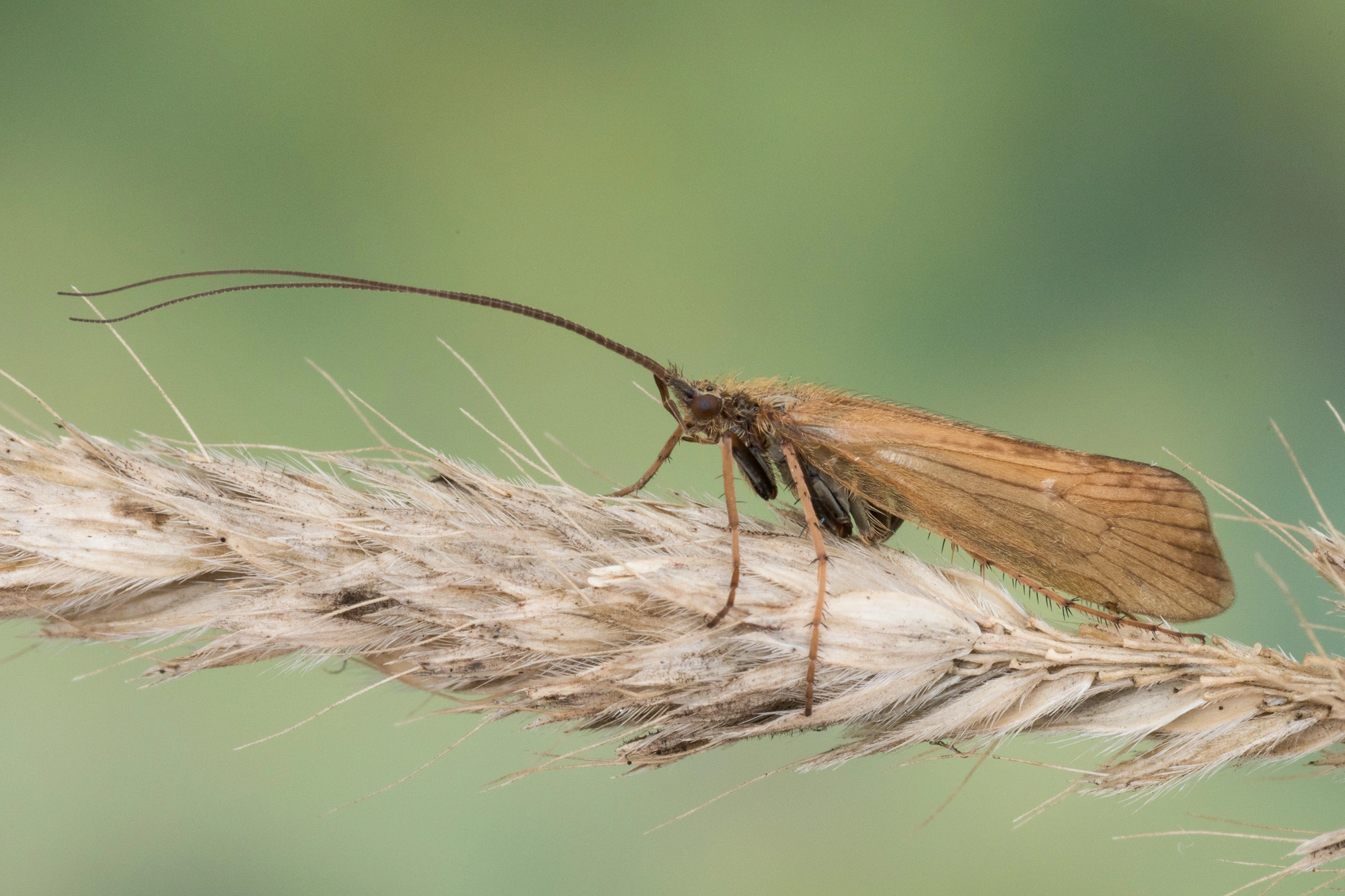 Vårfluer: Limnephilus nigriceps.