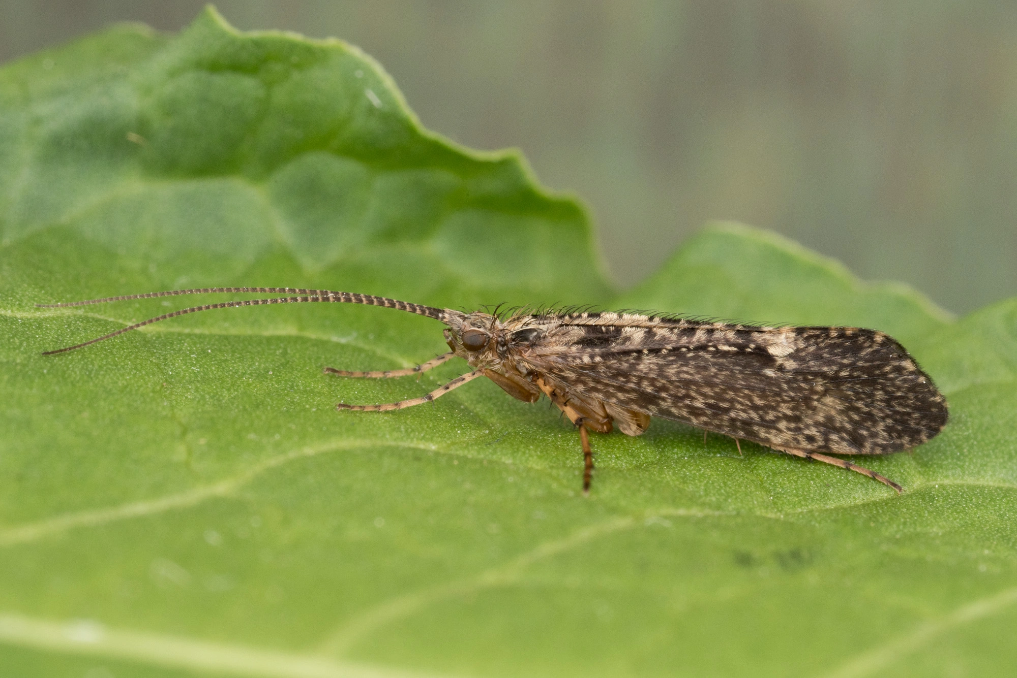 Vårfluer: Limnephilus sparsus.