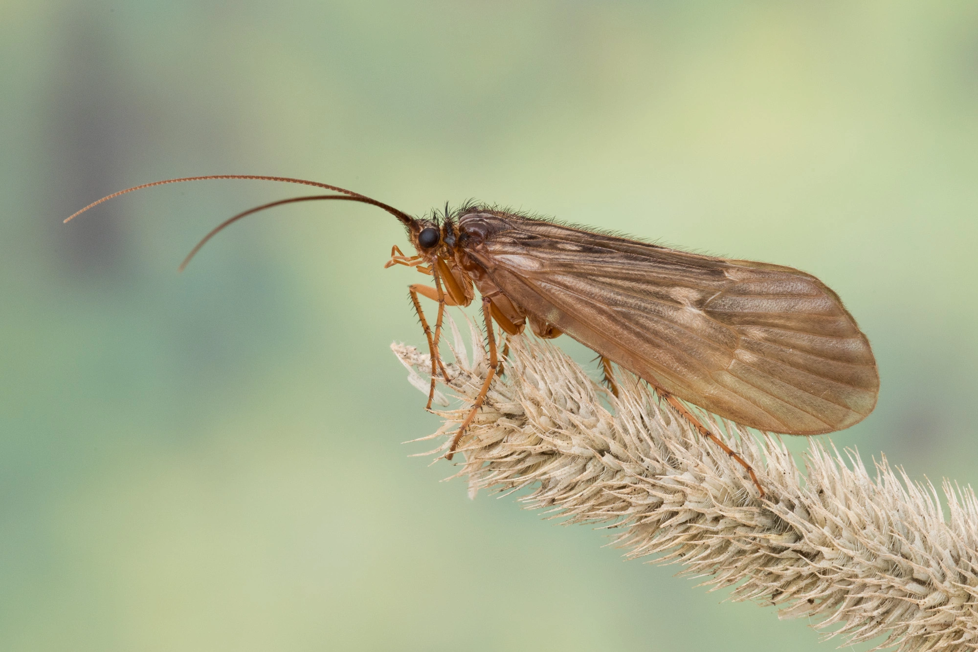 Vårfluer: Potamophylax cingulatus.