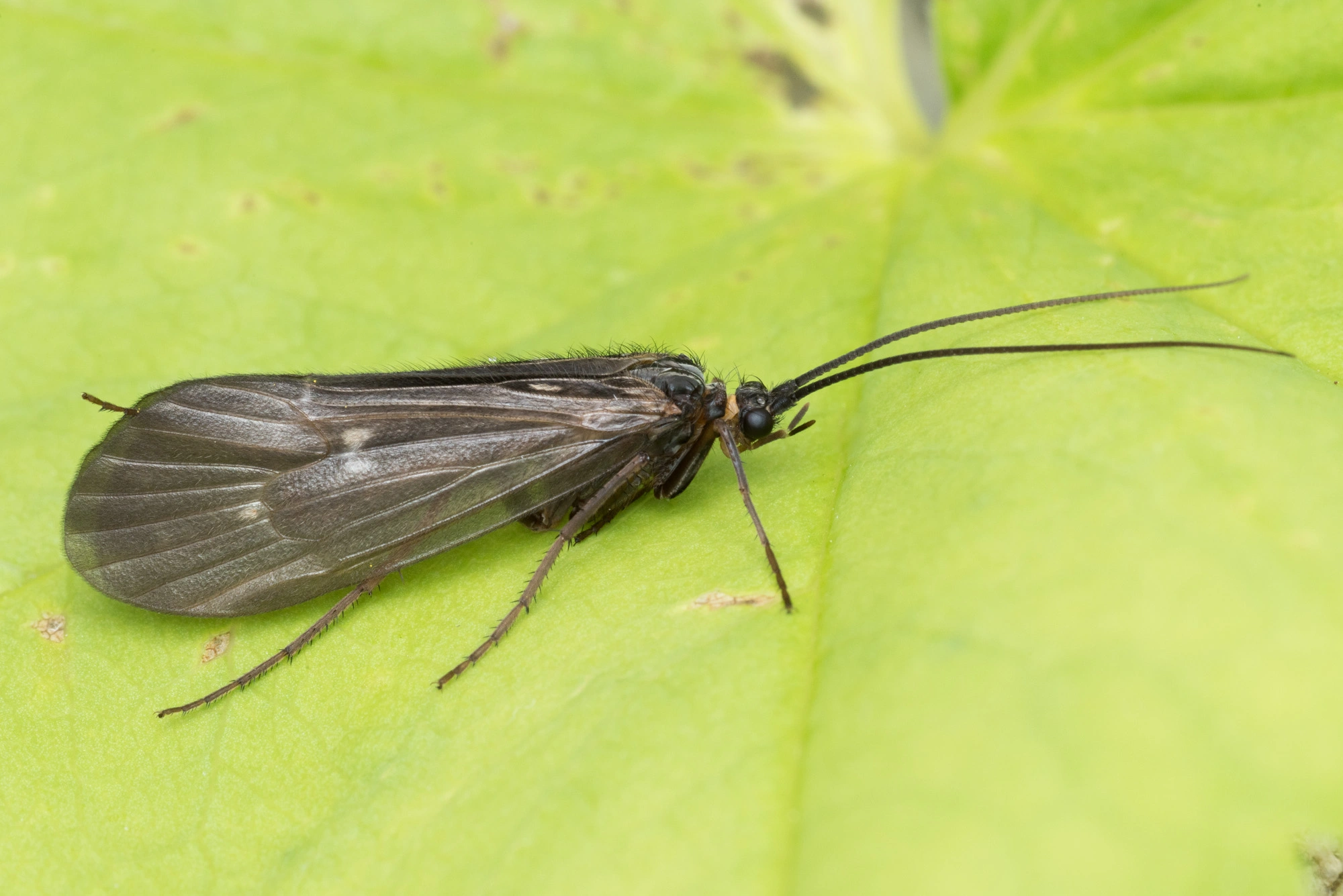 Vårfluer: Potamophylax latipennis.