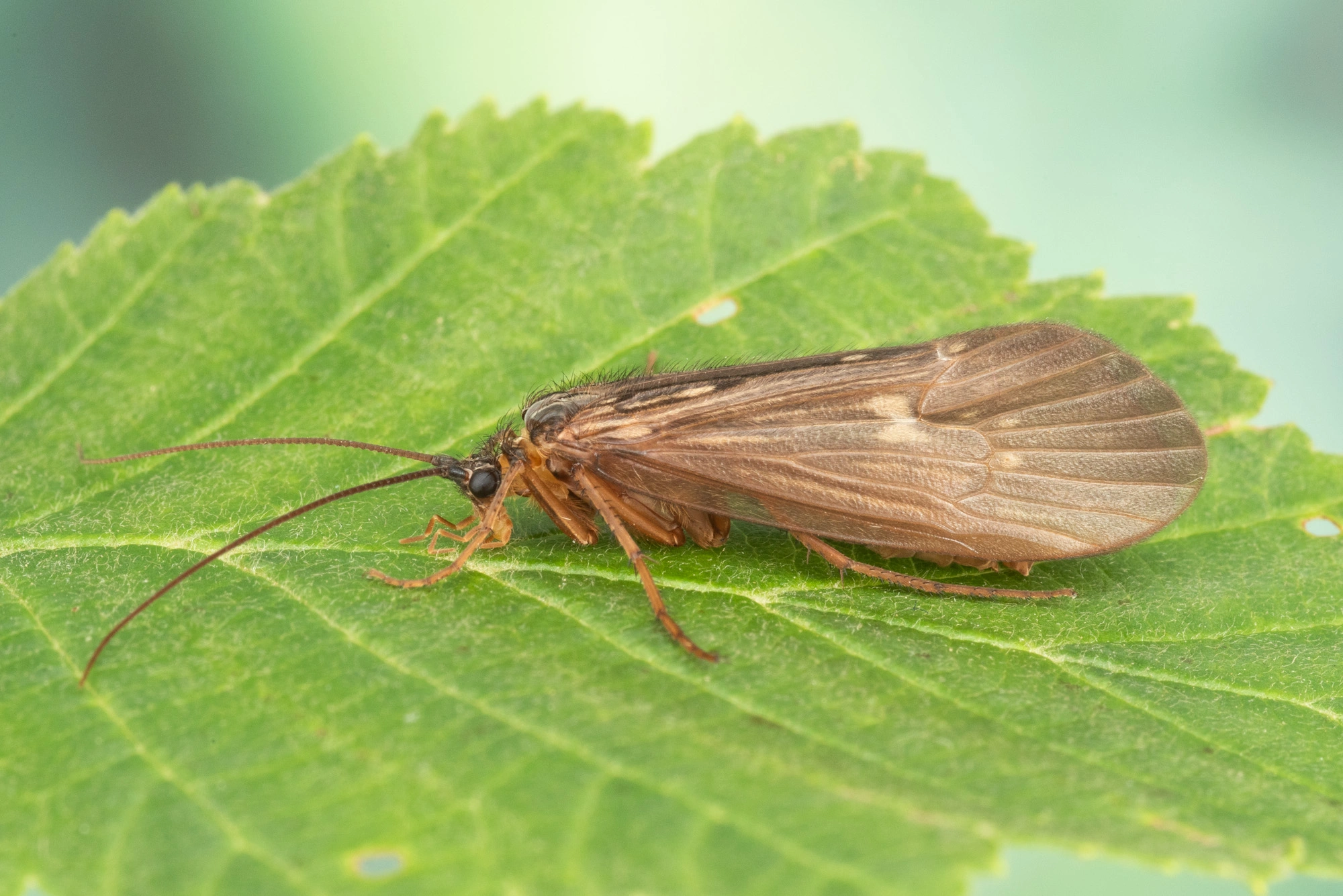 : Potamophylax latipennis.