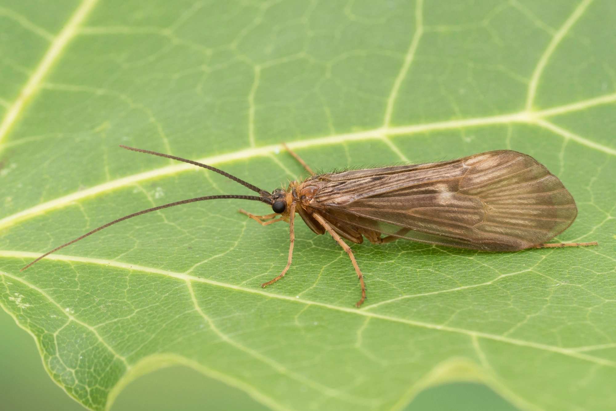 Vårfluer: Potamophylax nigricornis.