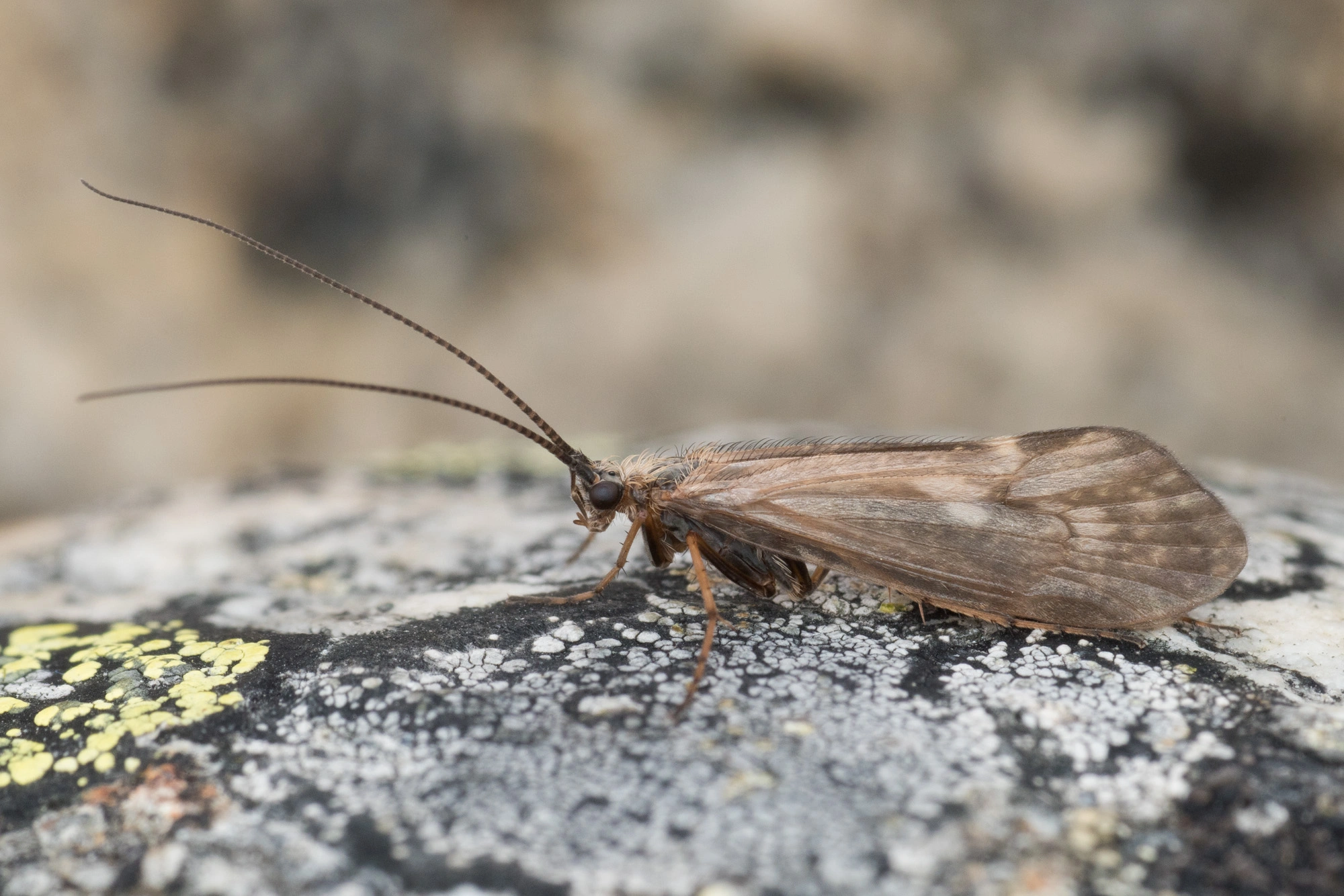 Vårfluer: Rhadicoleptus alpestris.