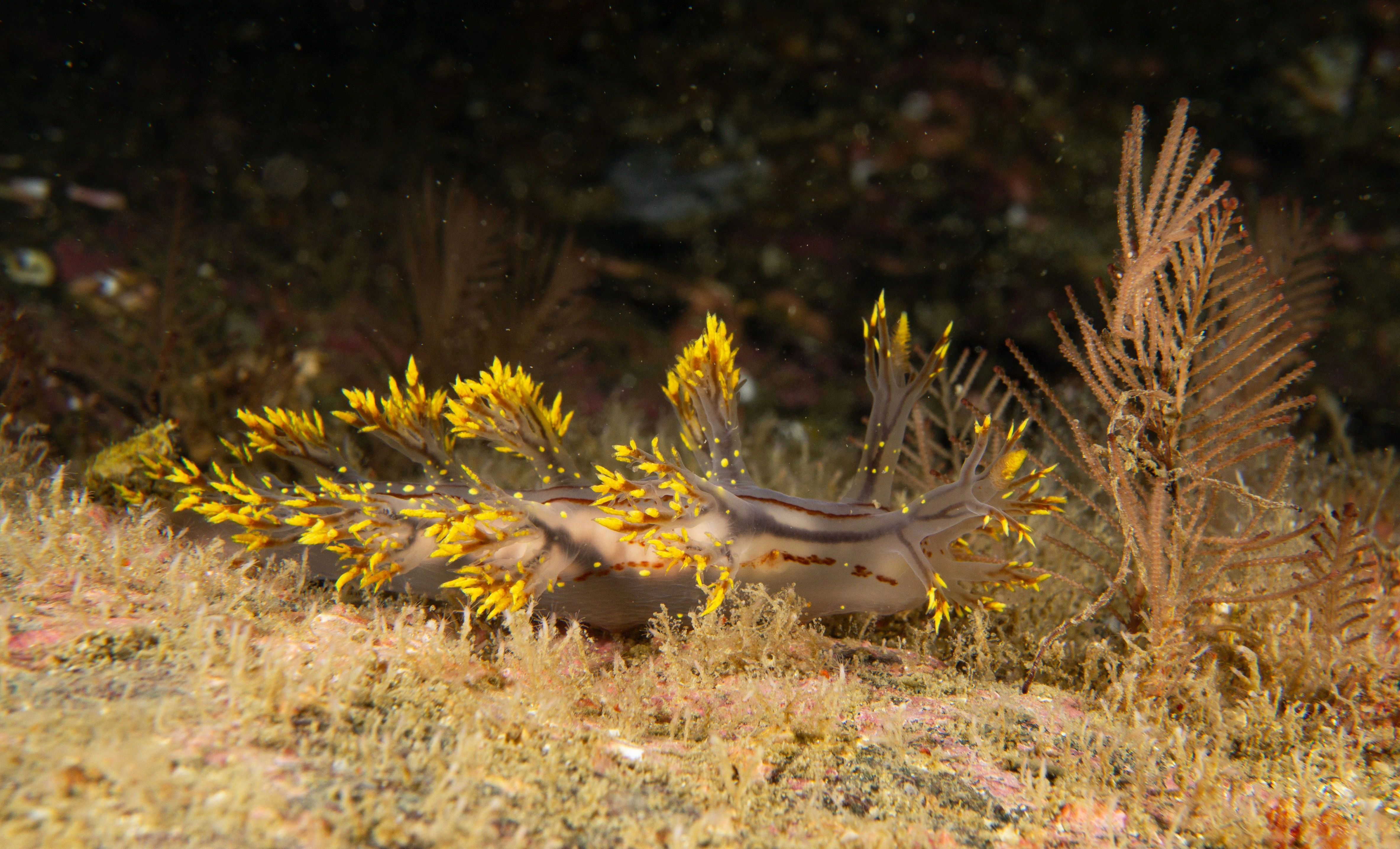 Bløtdyr: Dendronotus yrjargul.