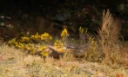Bløtdyr: Dendronotus yrjargul.