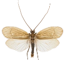 Vårfluer: Chaetopteryx villosa.