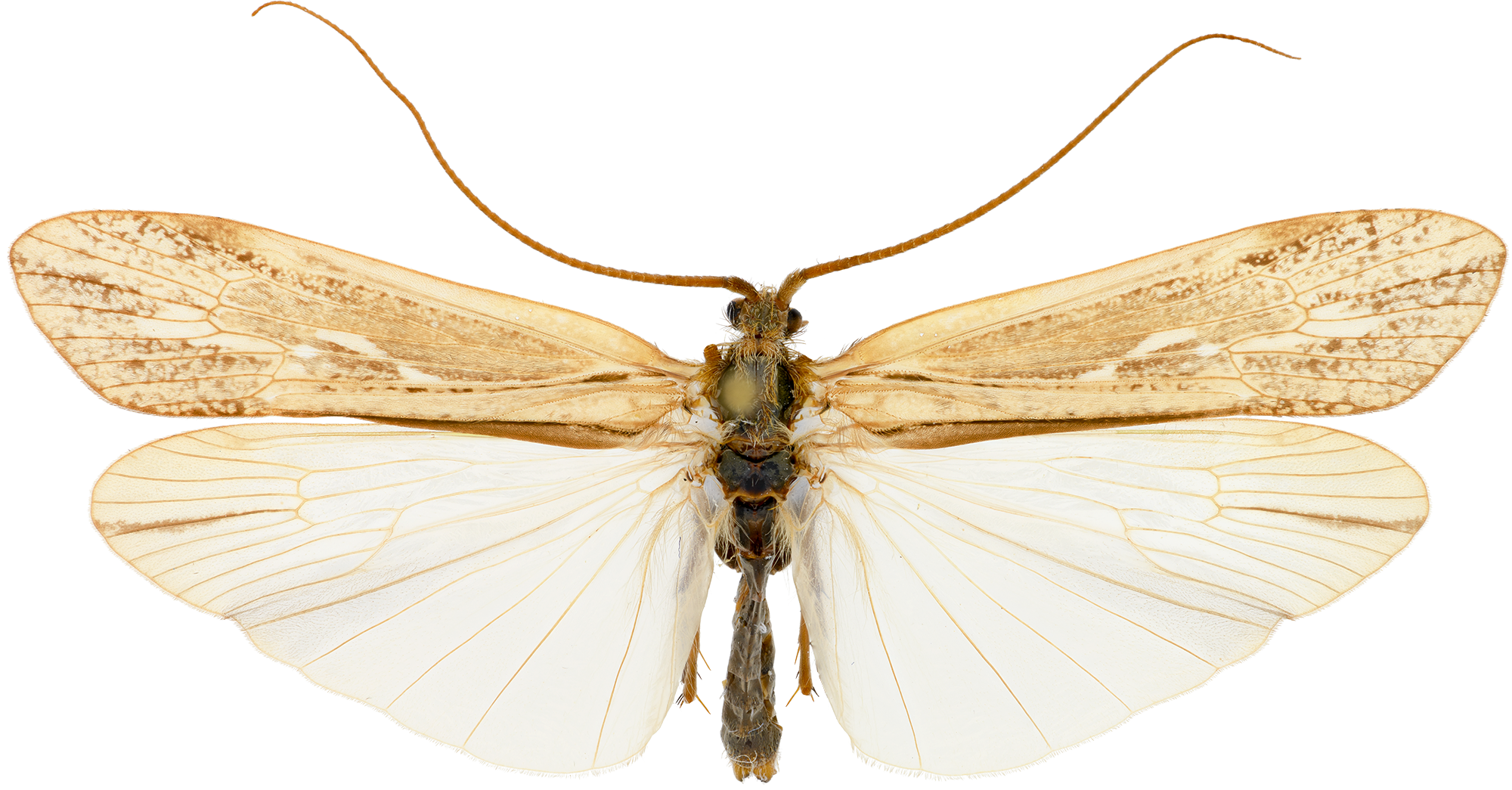 : Grammotaulius signatipennis.