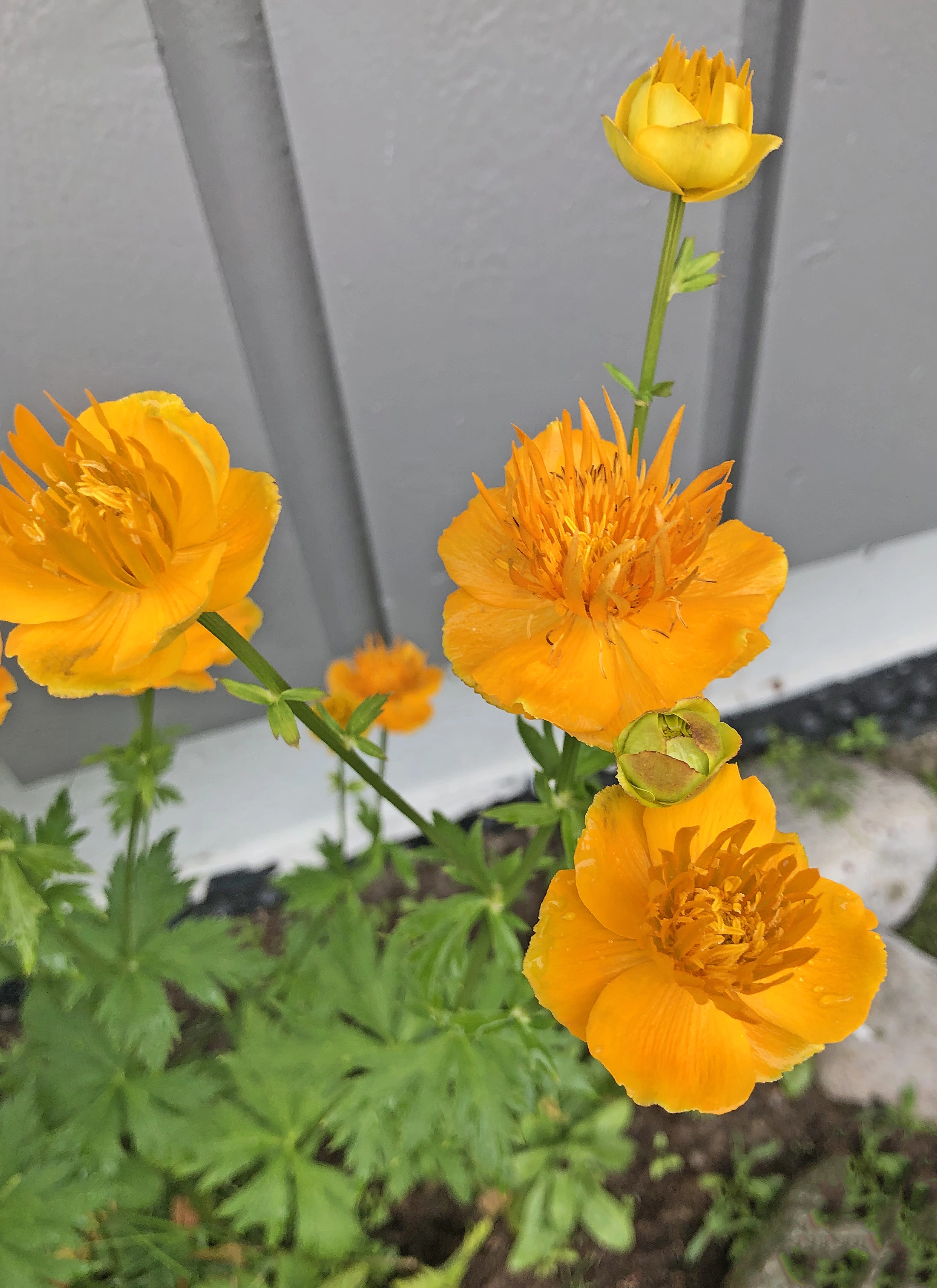 Ballblomslekta: Trollius chinensis.