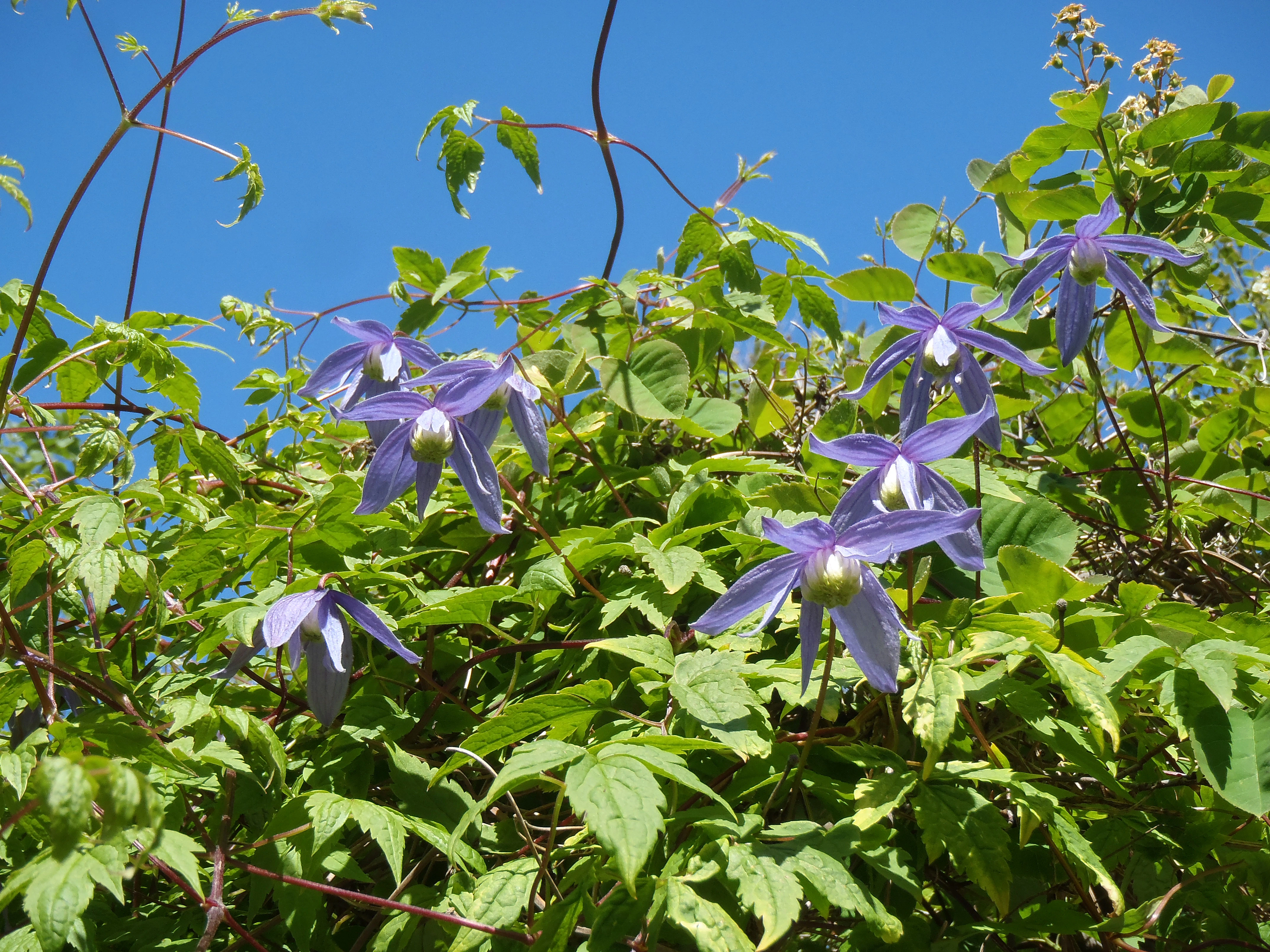 Alpeklematis.