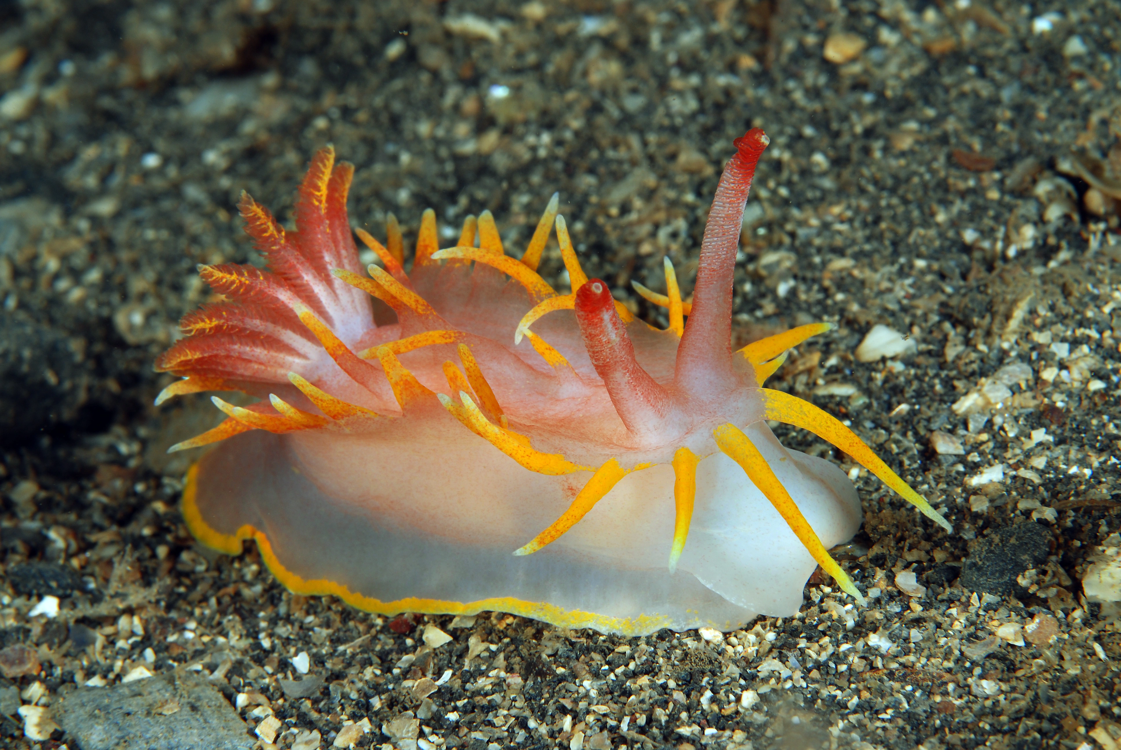 Nakensnegler: Okenia elegans.