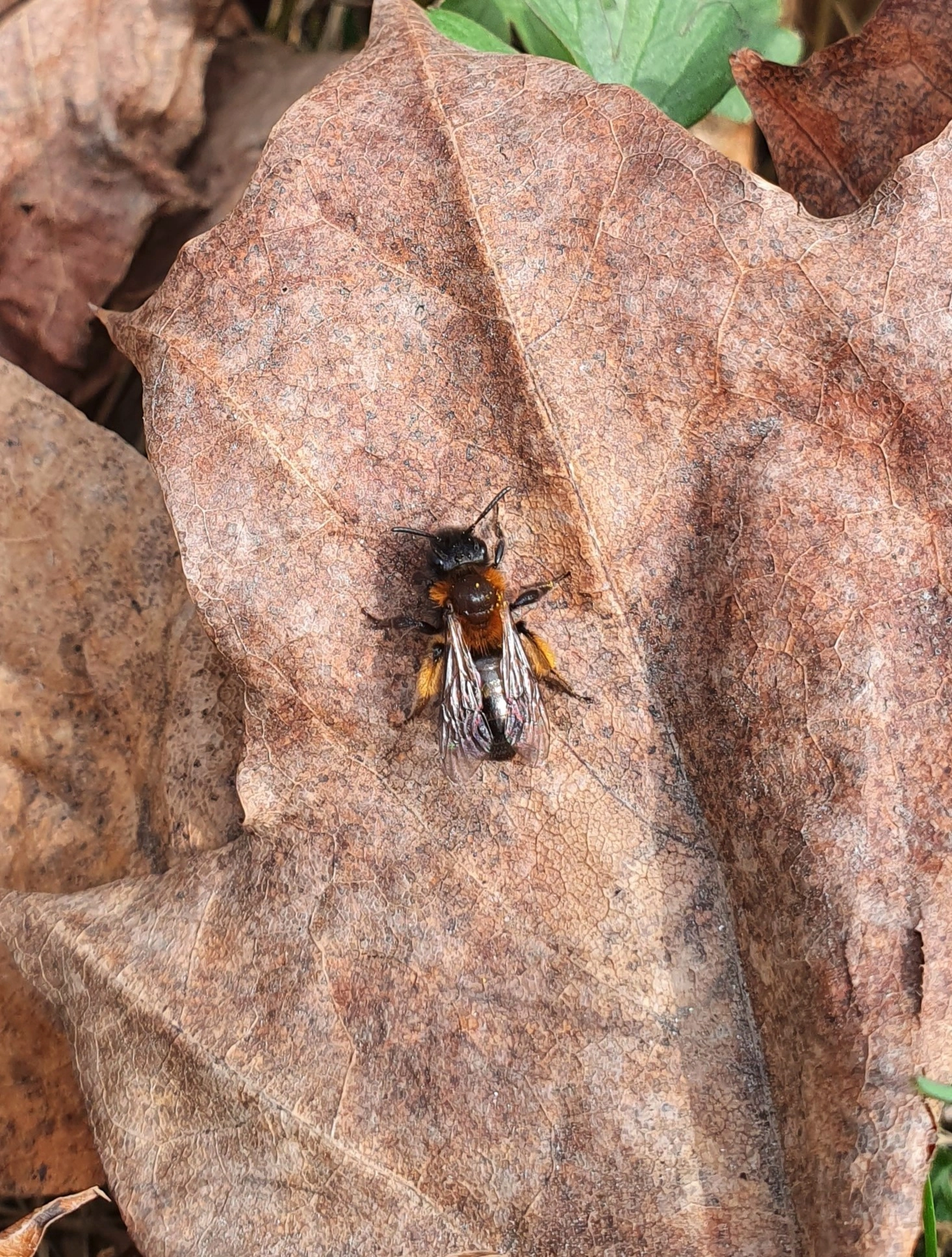 Vårsandbie.