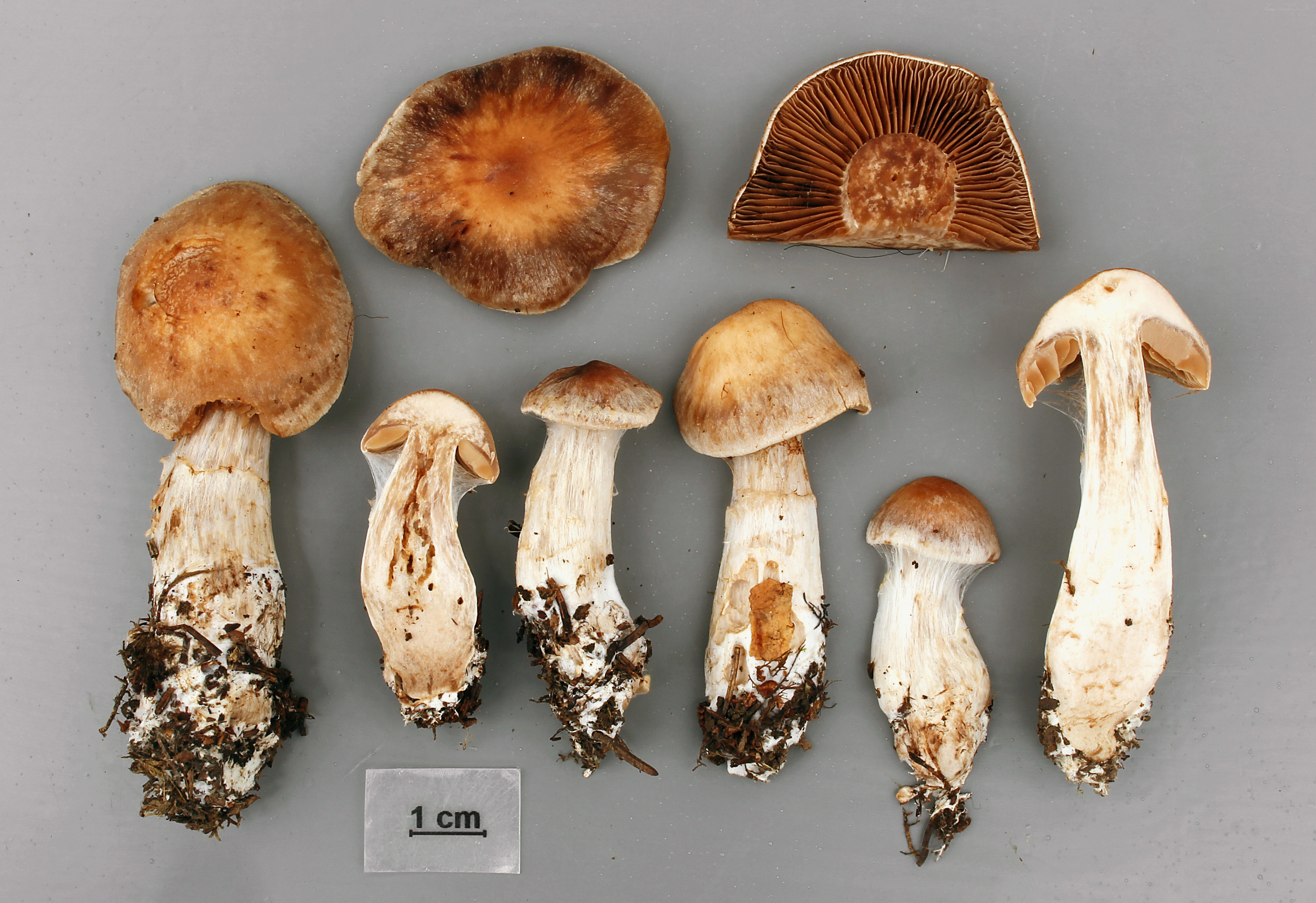 Stilksporesopper: Cortinarius anisochrous.