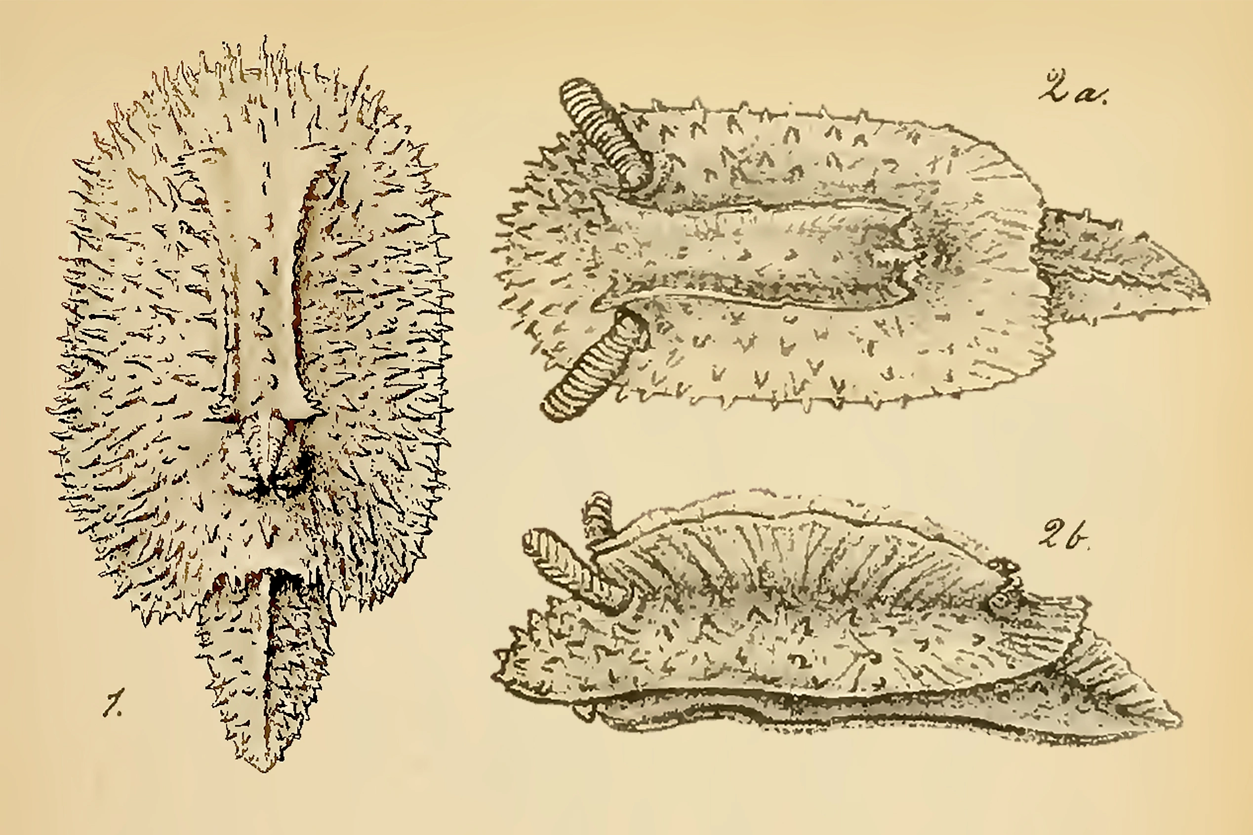 Bløtdyr: Doridunculus echinulatus.