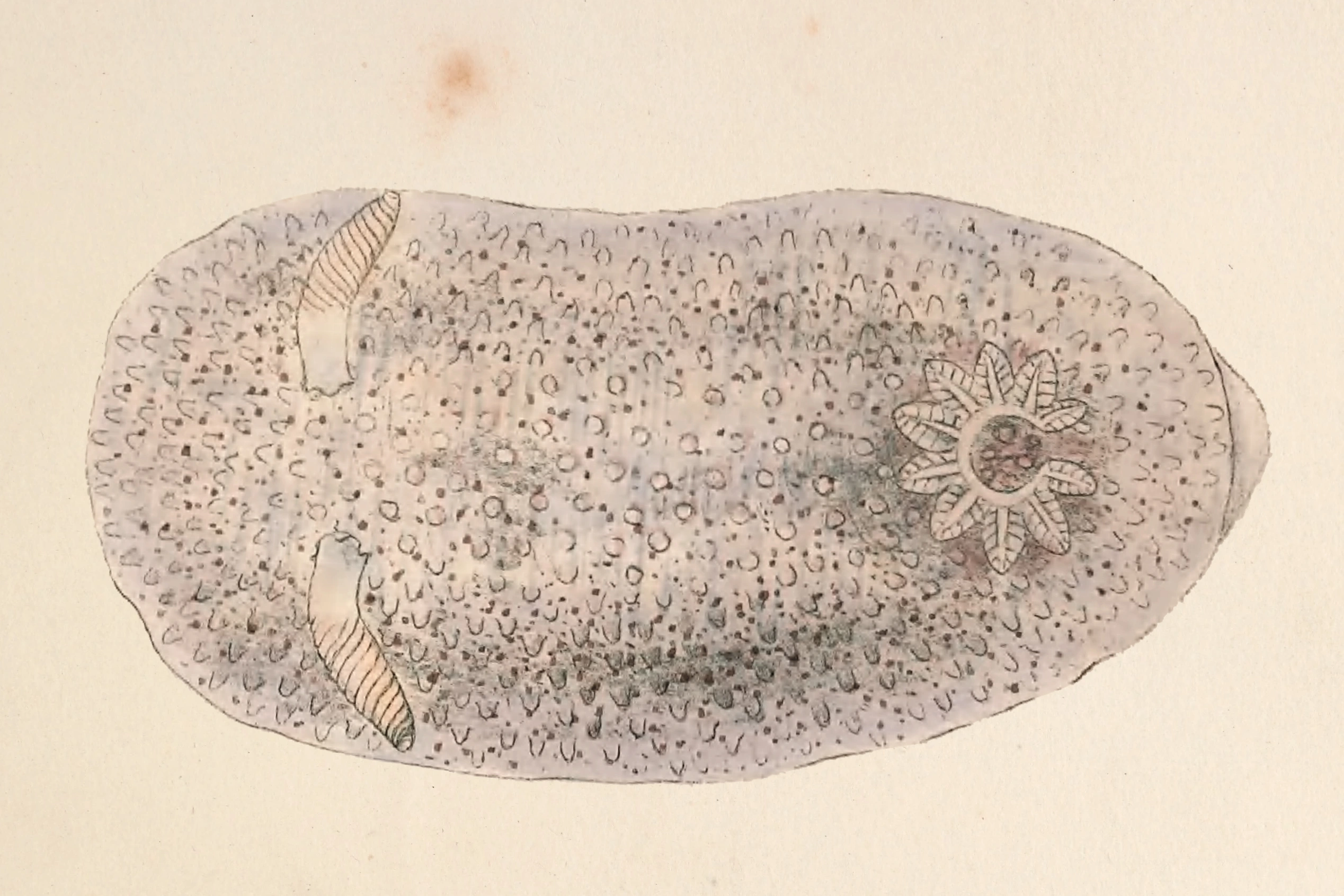 Bløtdyr: Atalodoris inconspicua.