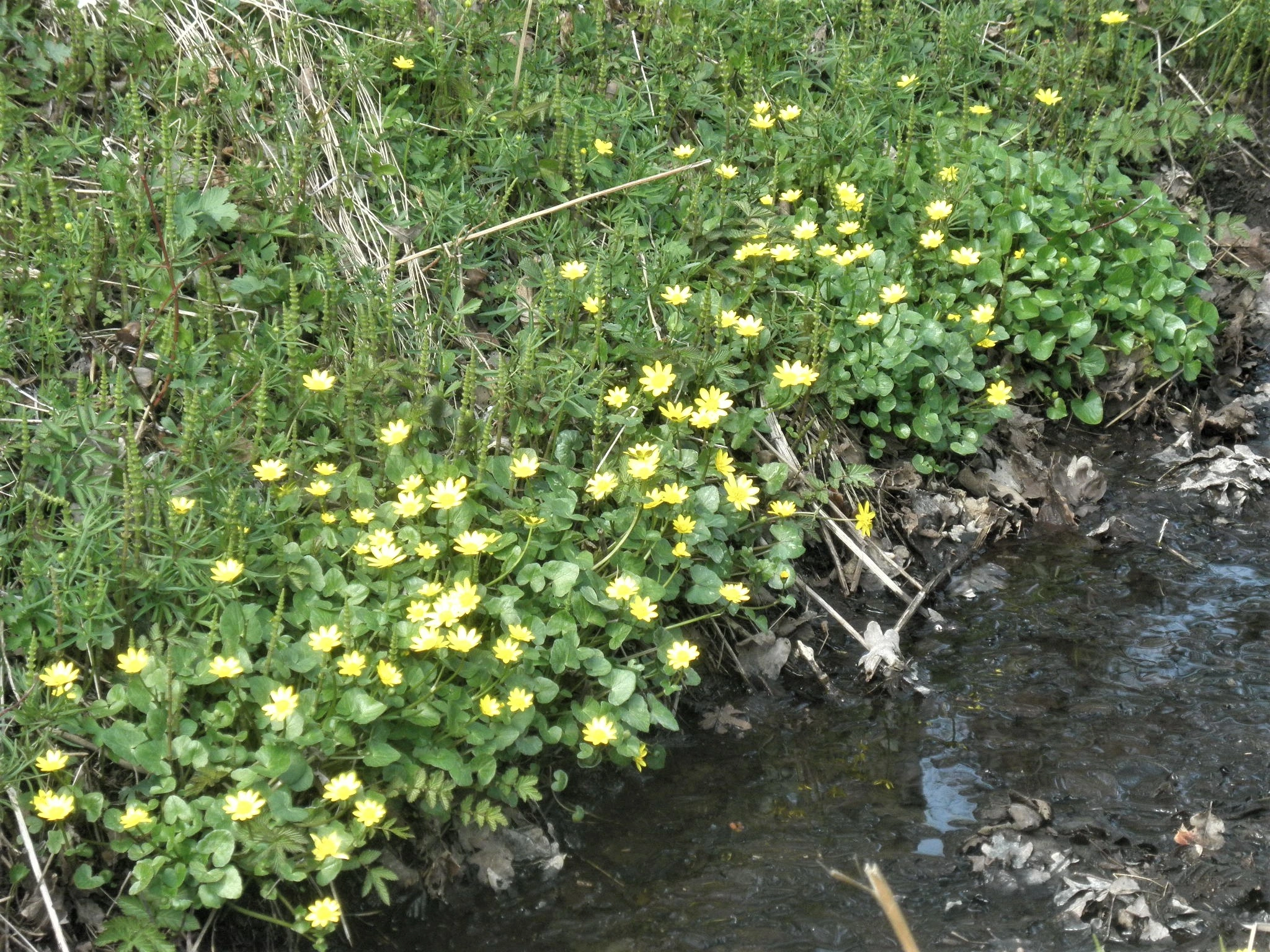 Knoppvårkål.