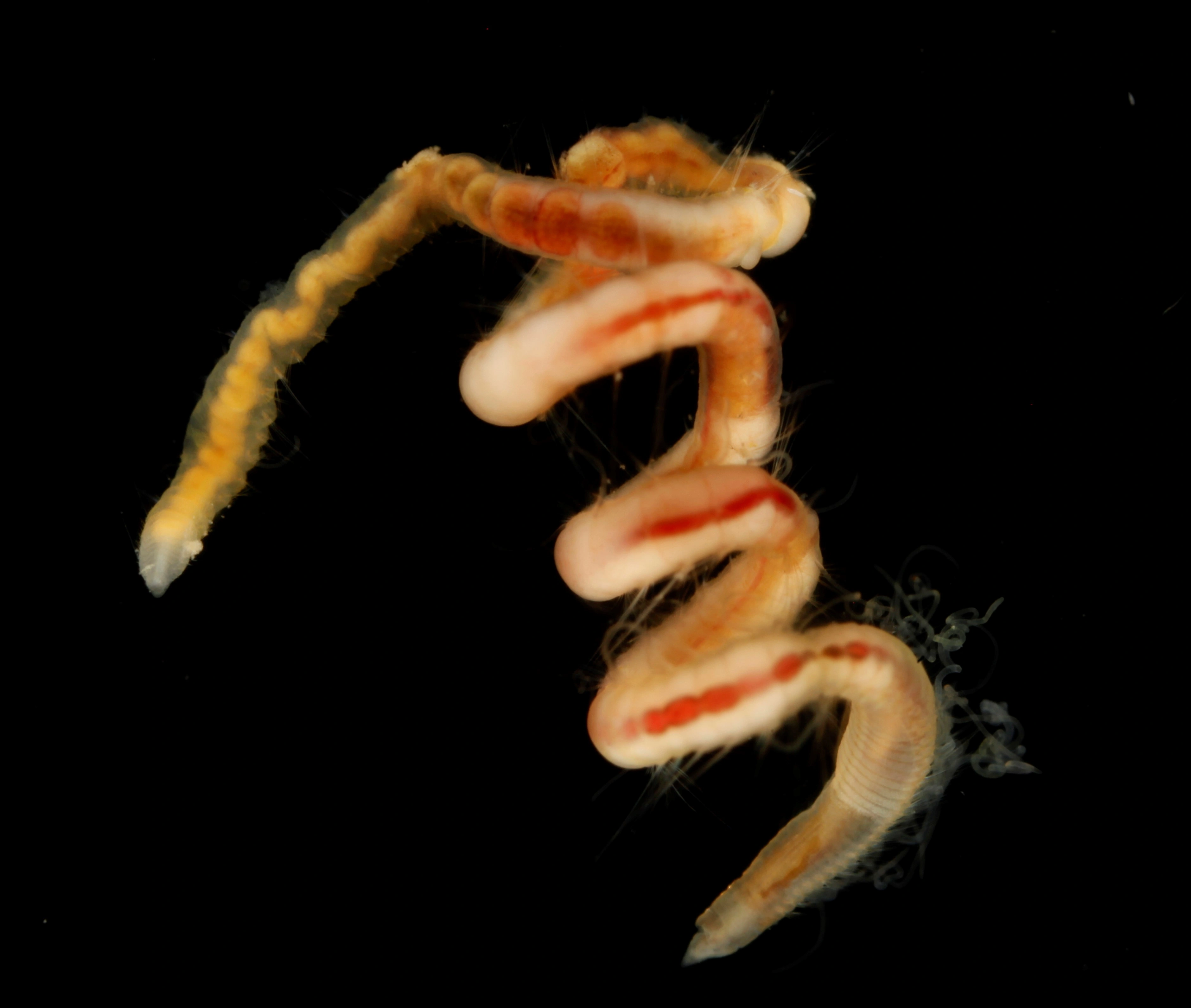 Flerbørstemarker: Tharyx killariensis.