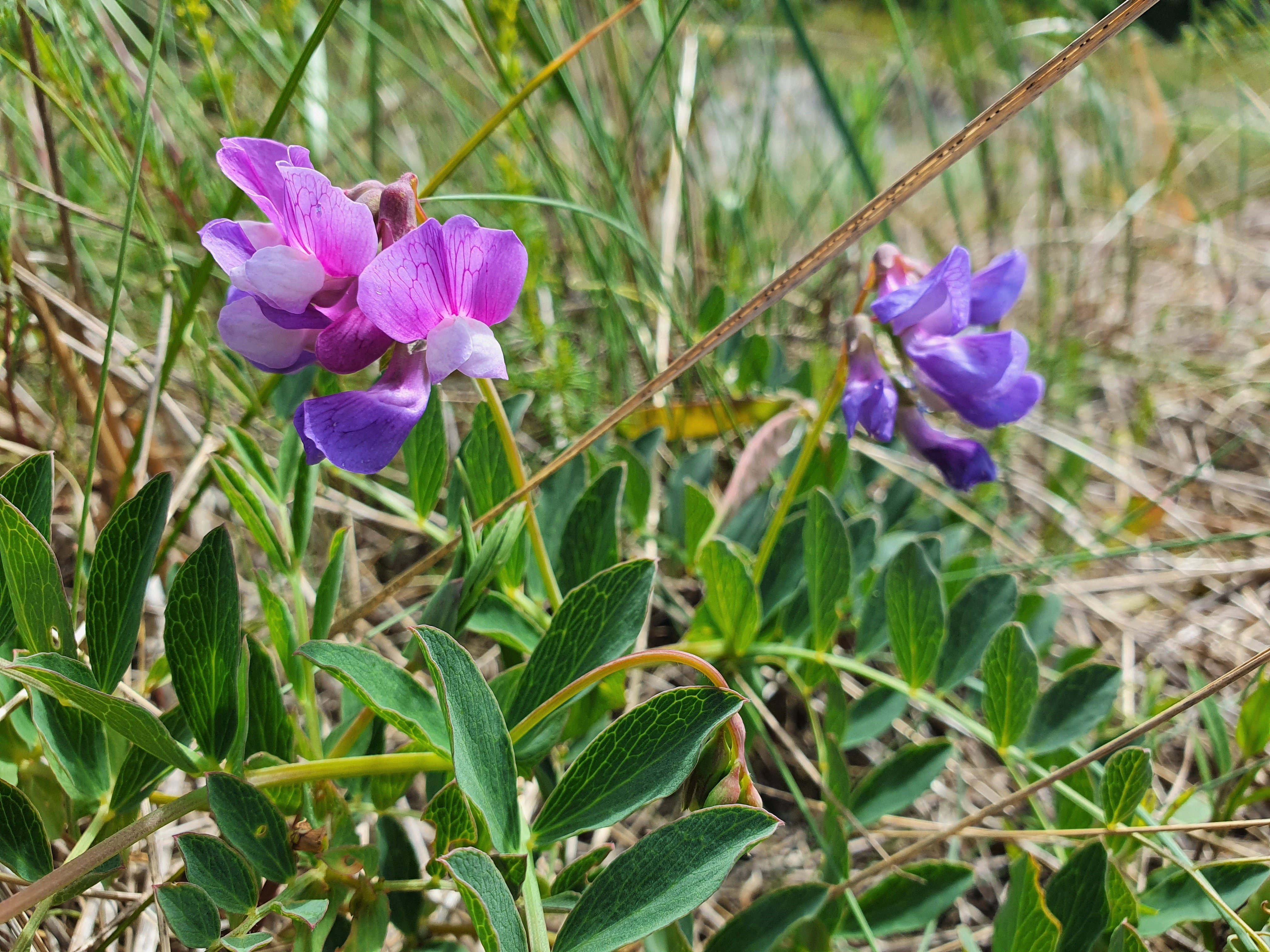 Strandflatbelg.