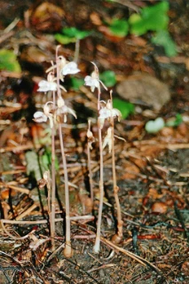 huldreblomslekta