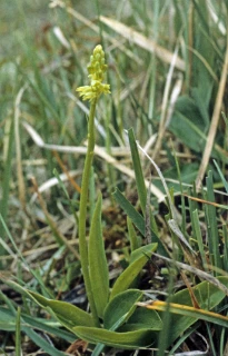 honningblomslekta