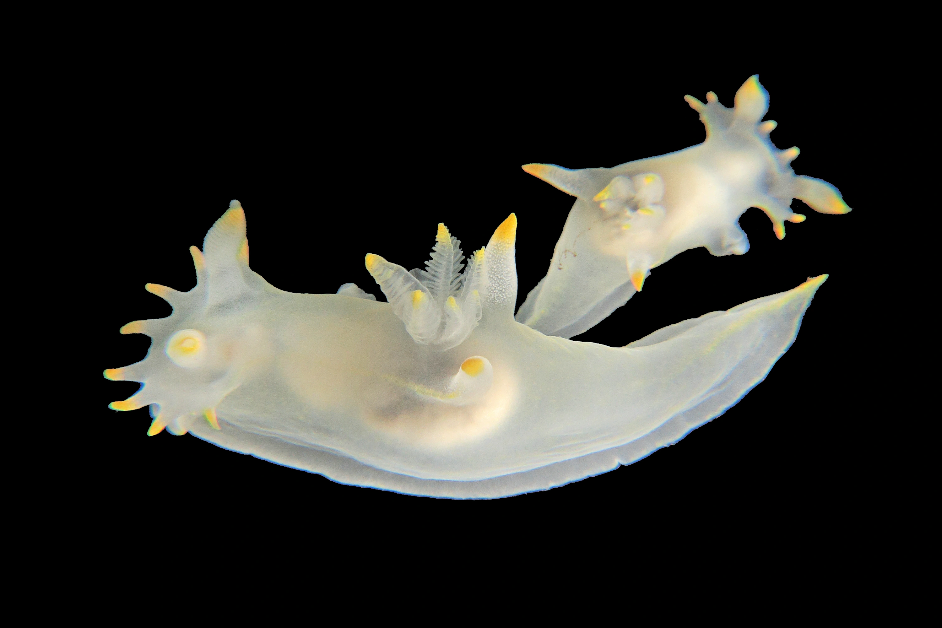 Nakensnegler: Polycera kernowensis.