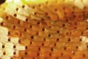 Mosdyr: Schizoporella japonica.