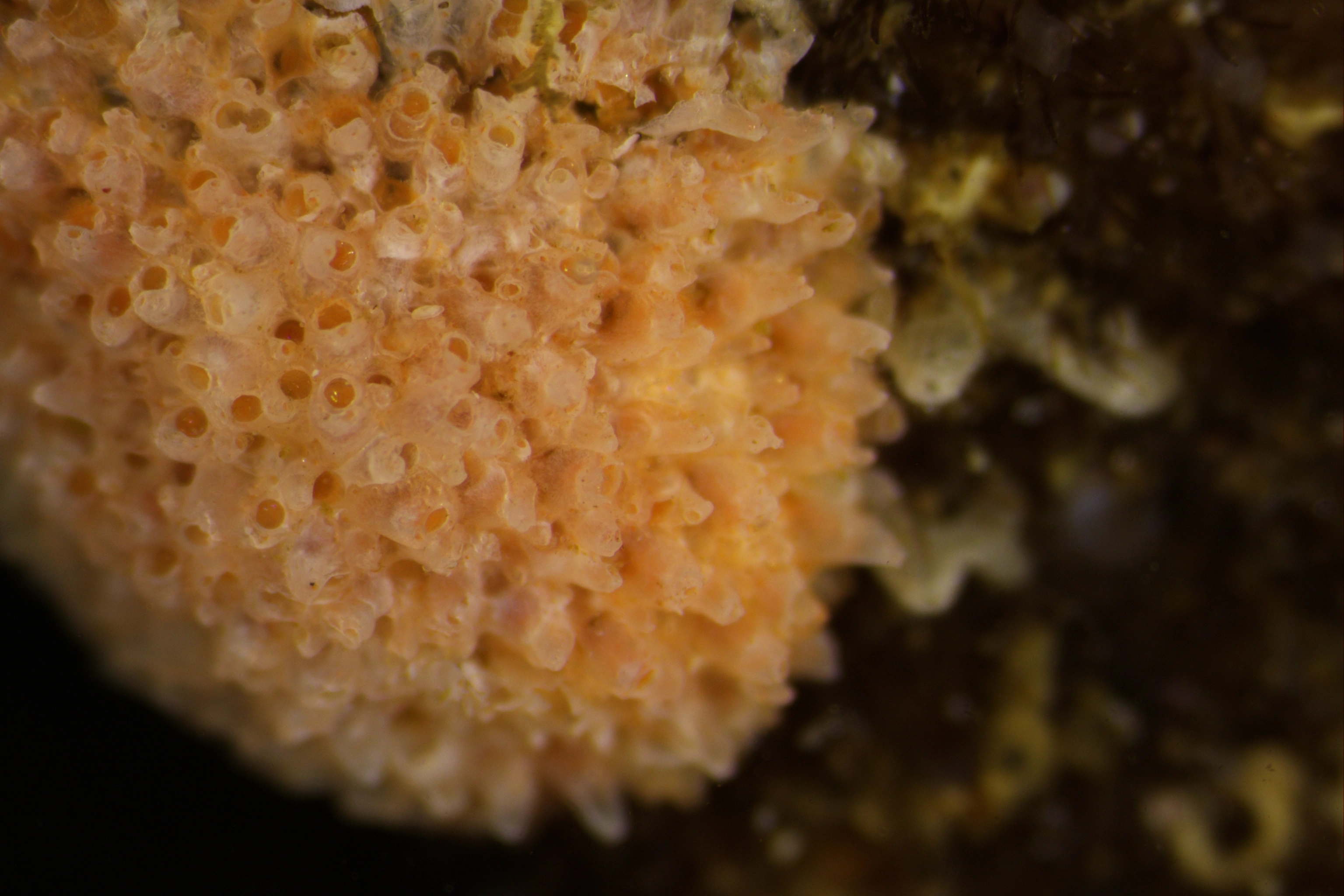 Mosdyr: Cellepora pumicosa.