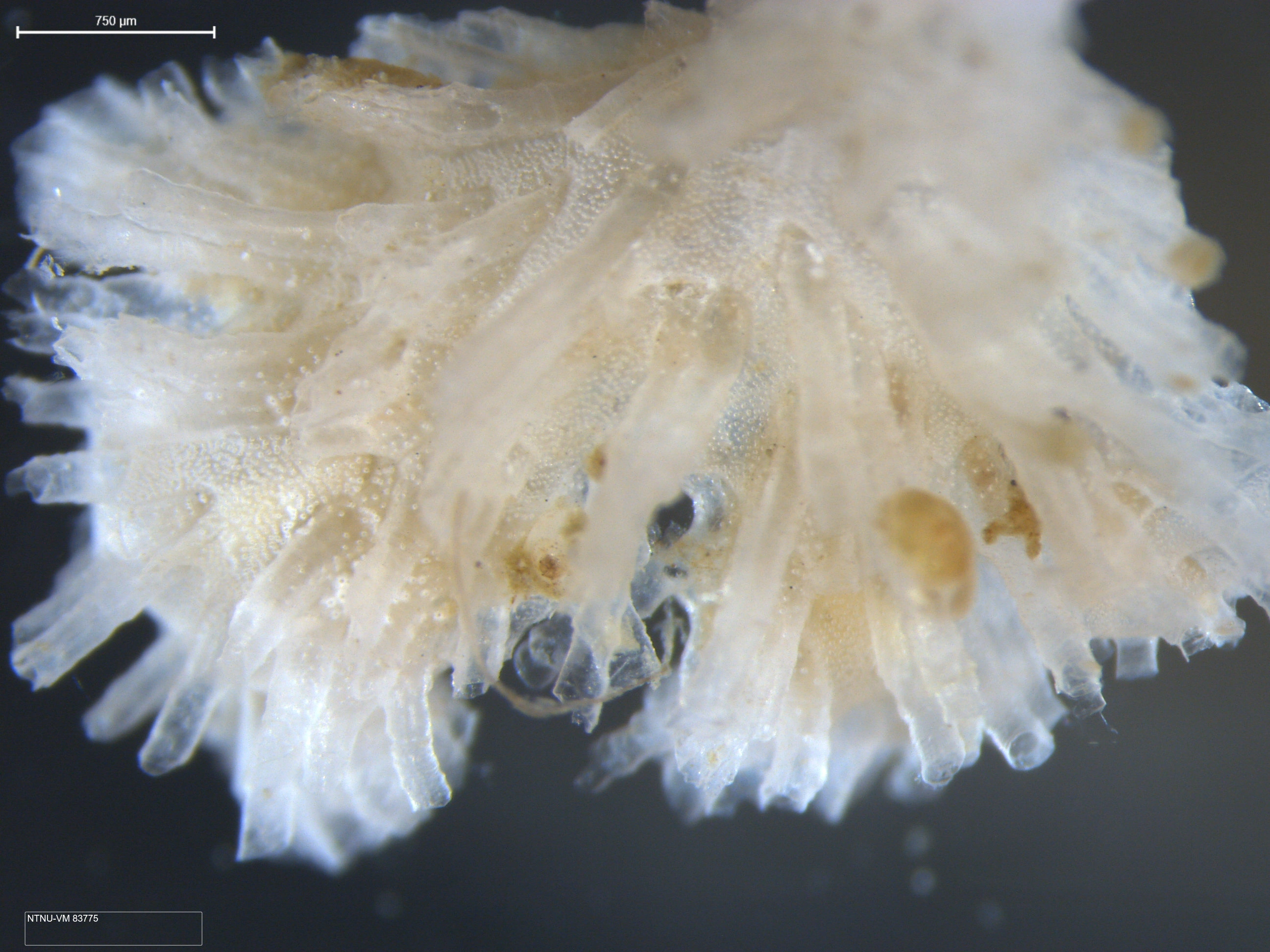 Mosdyr: Tubulipora.