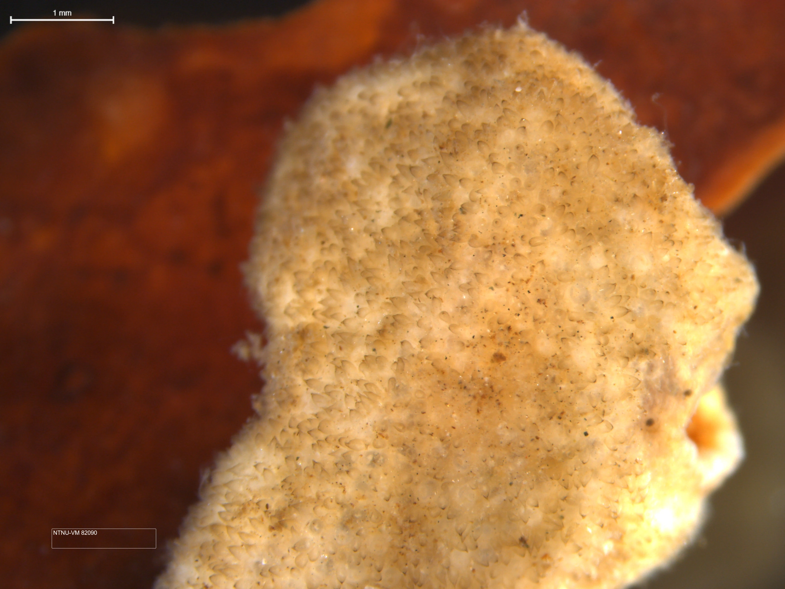 Mosdyr: Alcyonidium hirsutum.