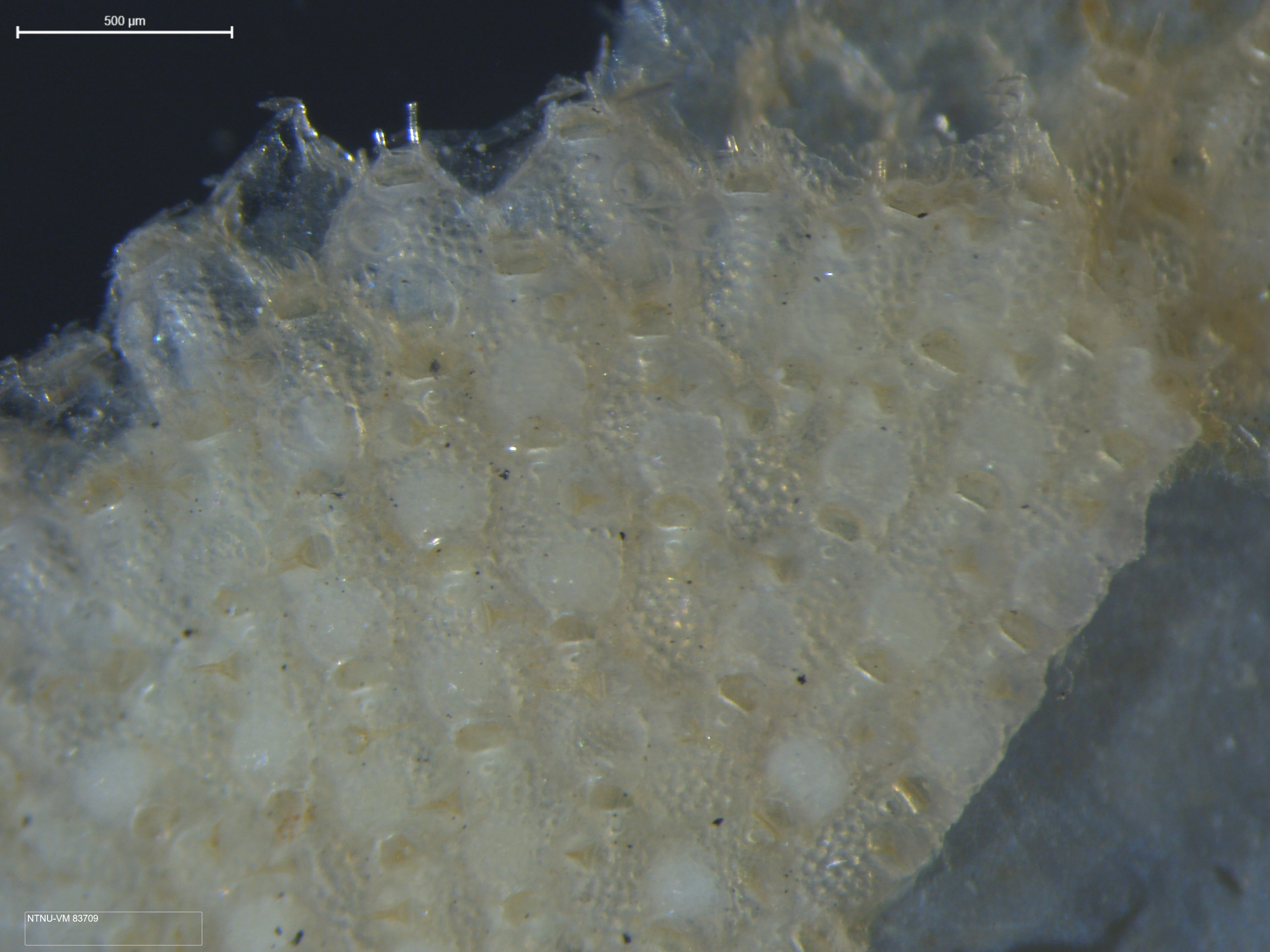 Mosdyr: Microporella ciliata.