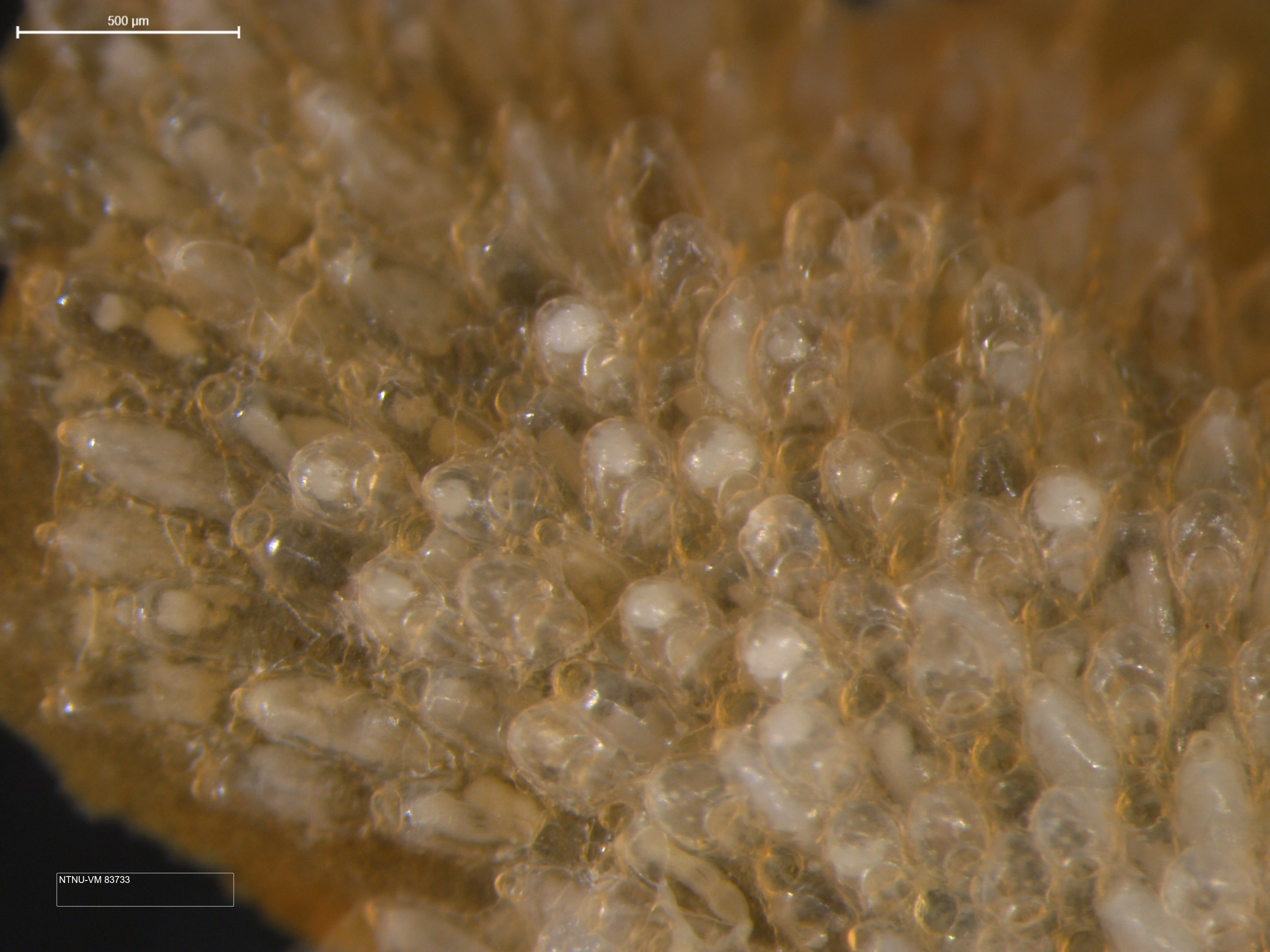 Mosdyr: Celleporella hyalina.