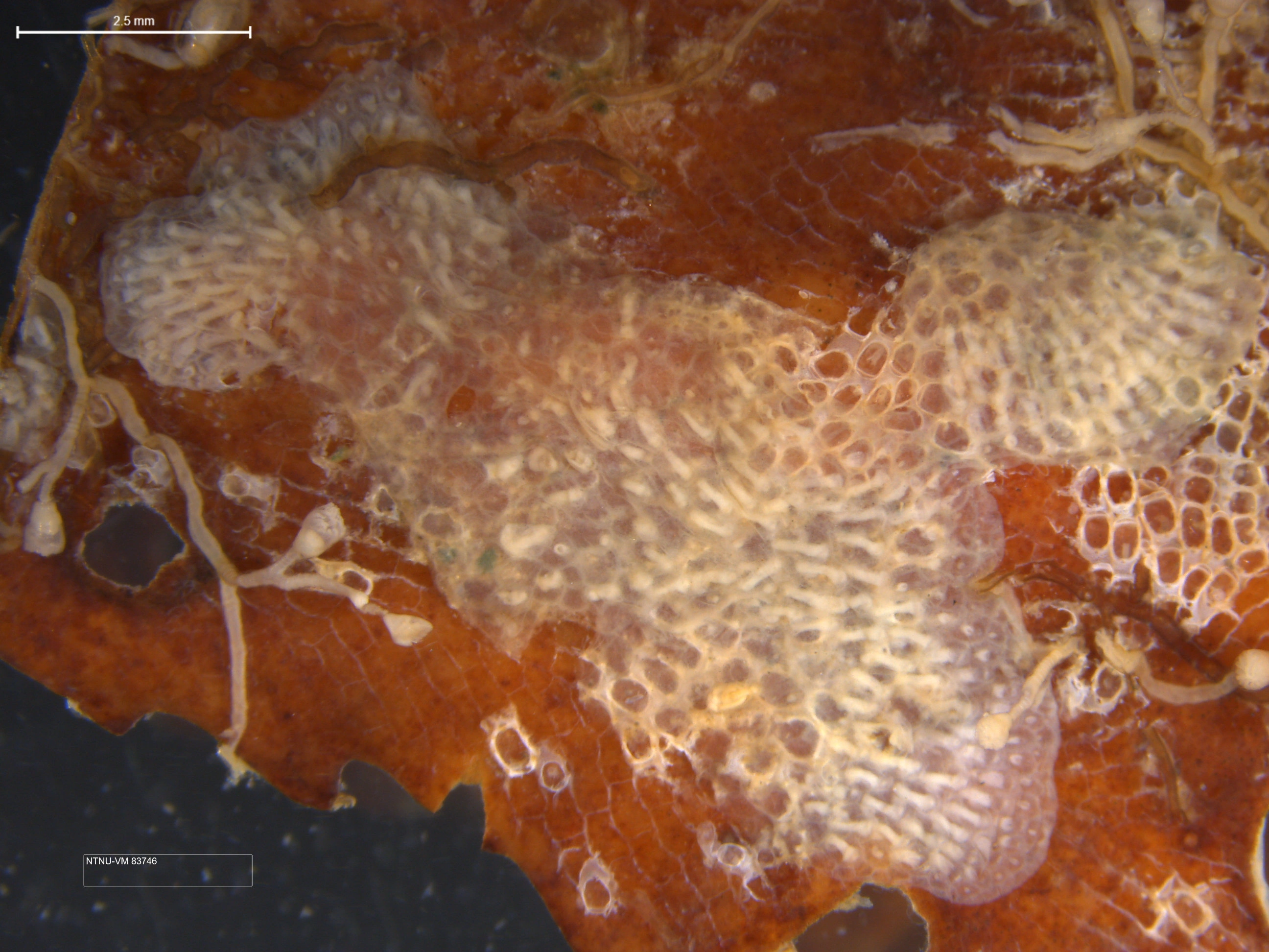 Mosdyr: Alcyonidium gelatinosum.