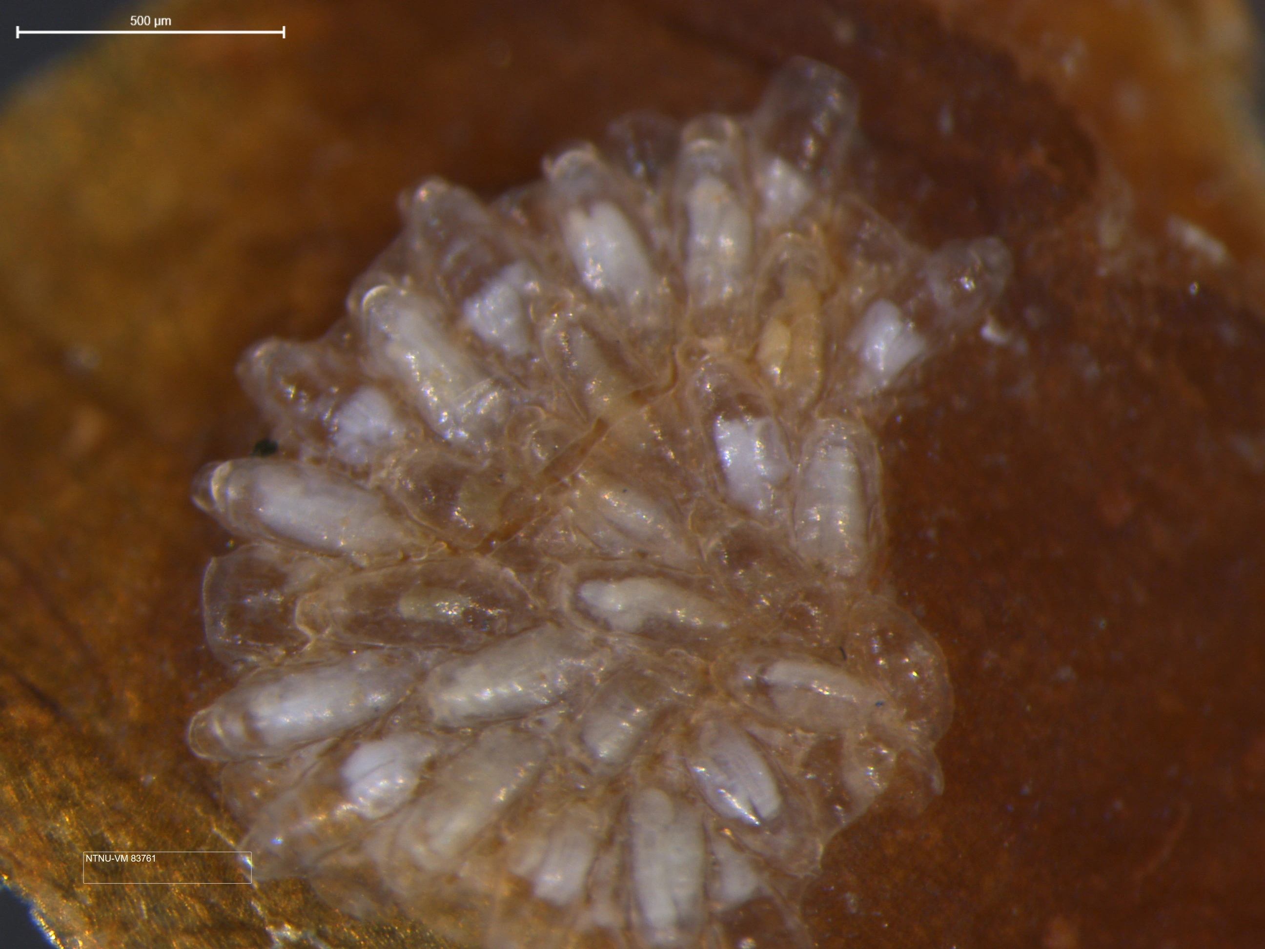 Mosdyr: Celleporella hyalina.
