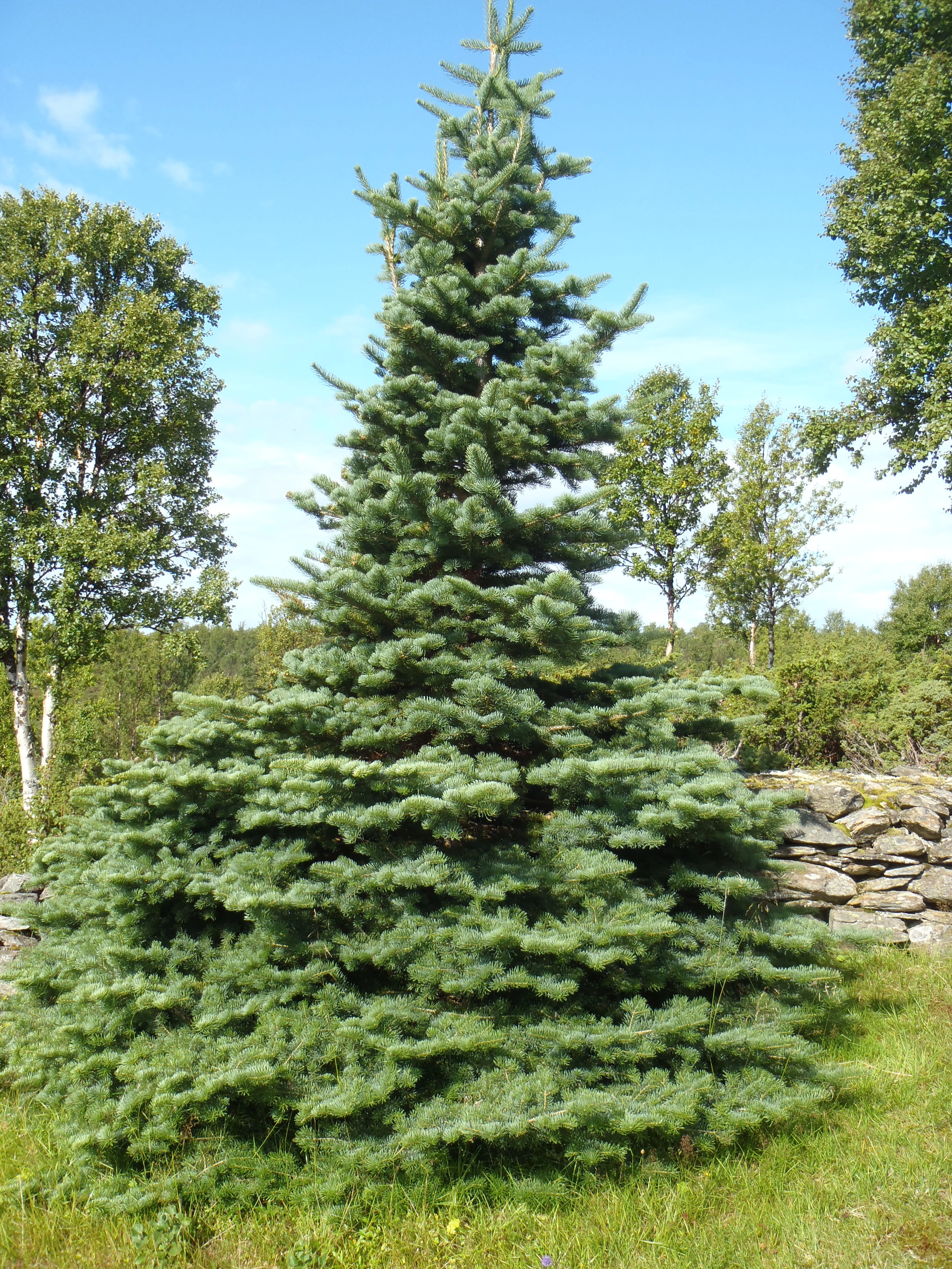 Nakenfrøete planter: Abies procera.