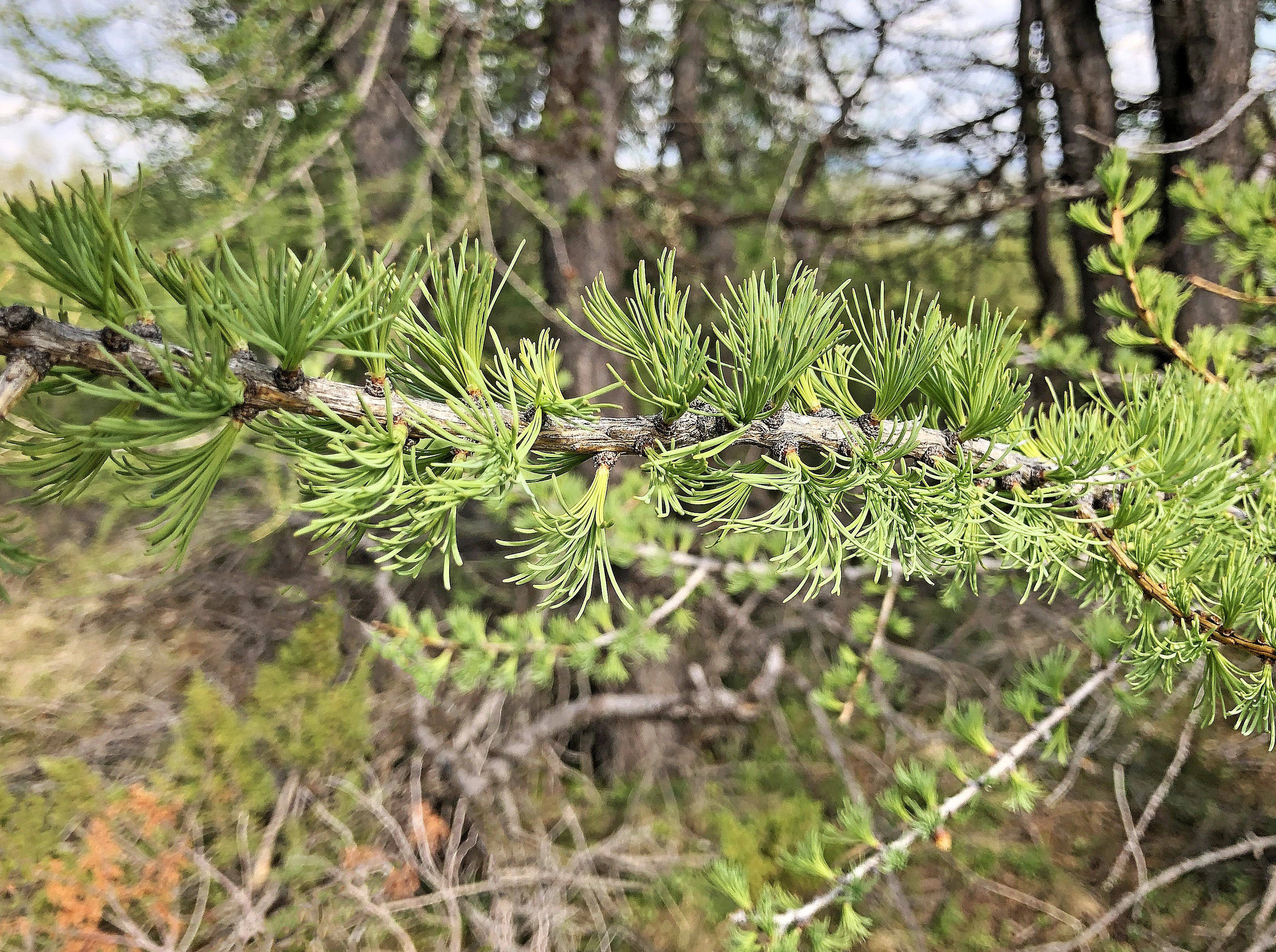 : Larix sibirica.