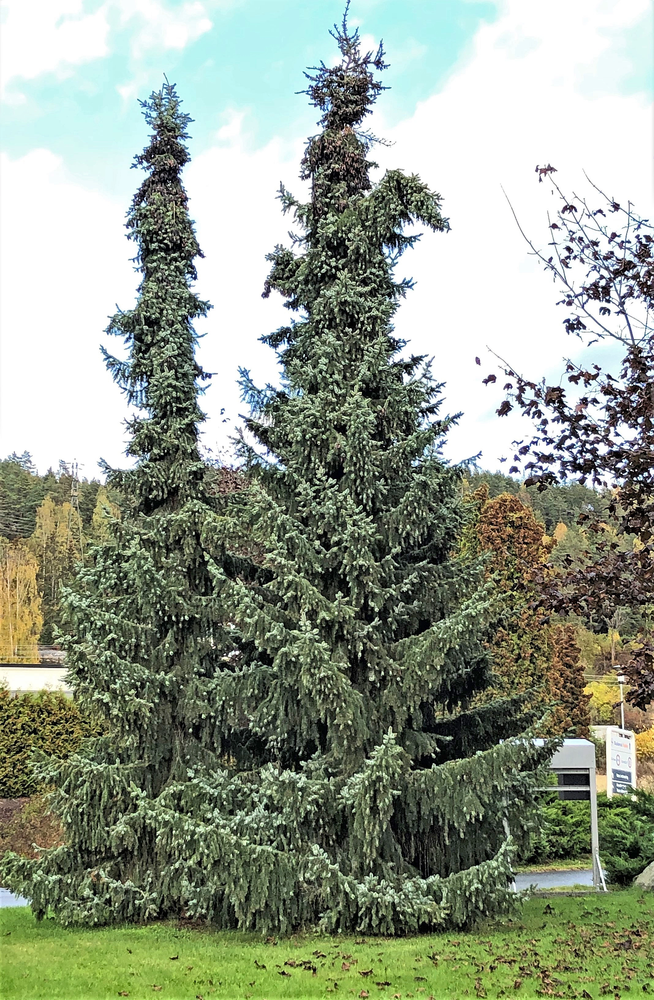 Furufamilien: Picea omorika.