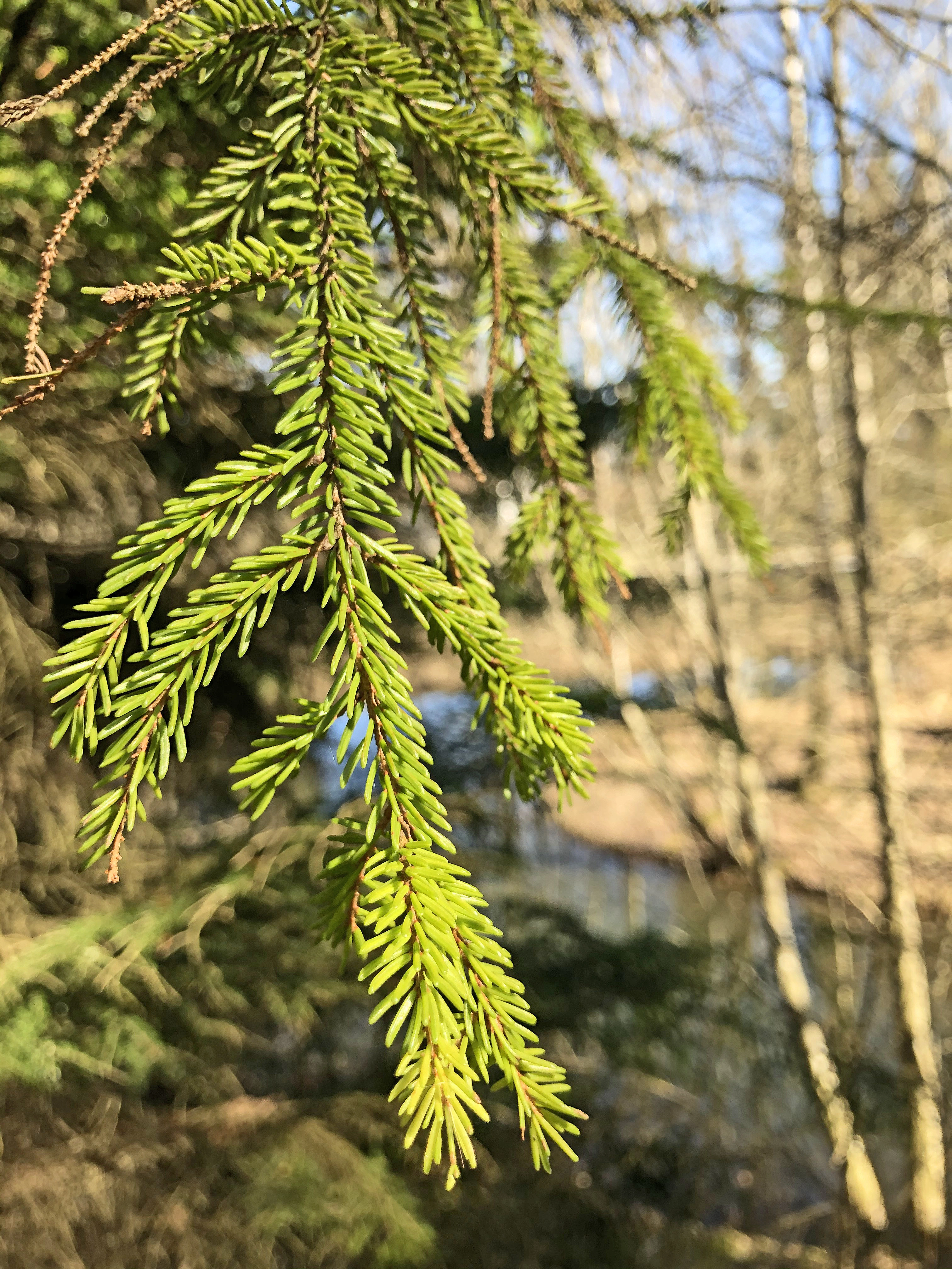 Furufamilien: Picea orientalis.