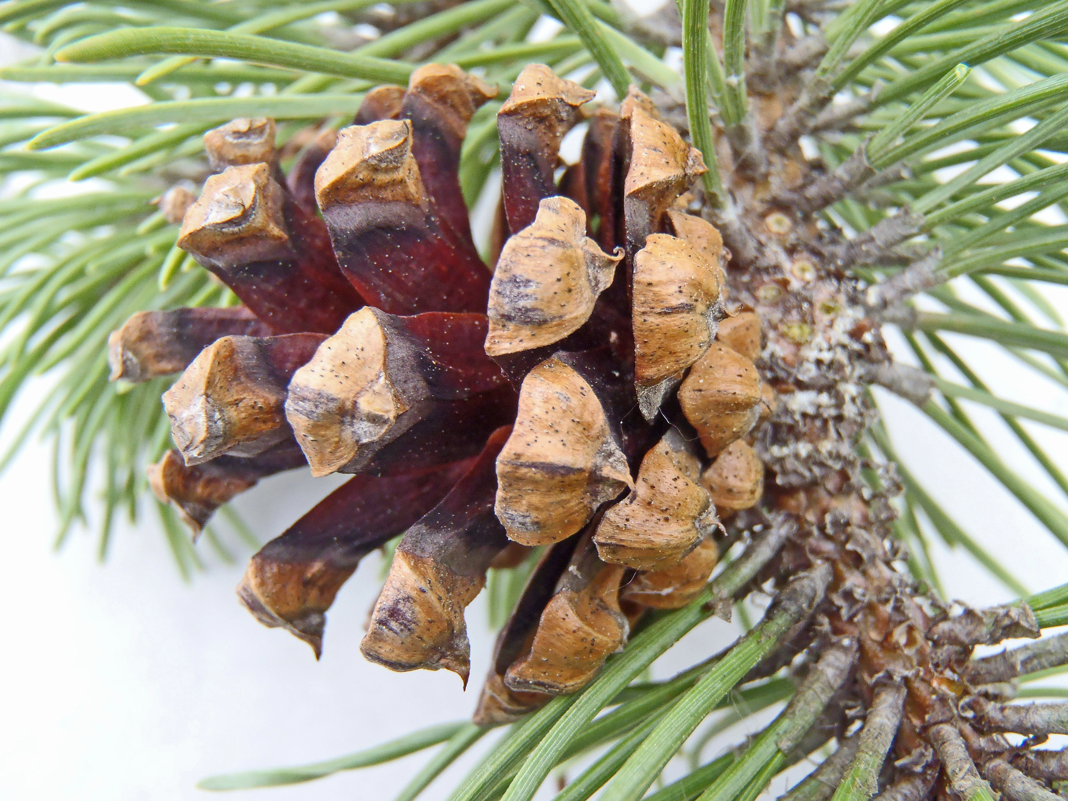 : Pinus mugo rotundata.