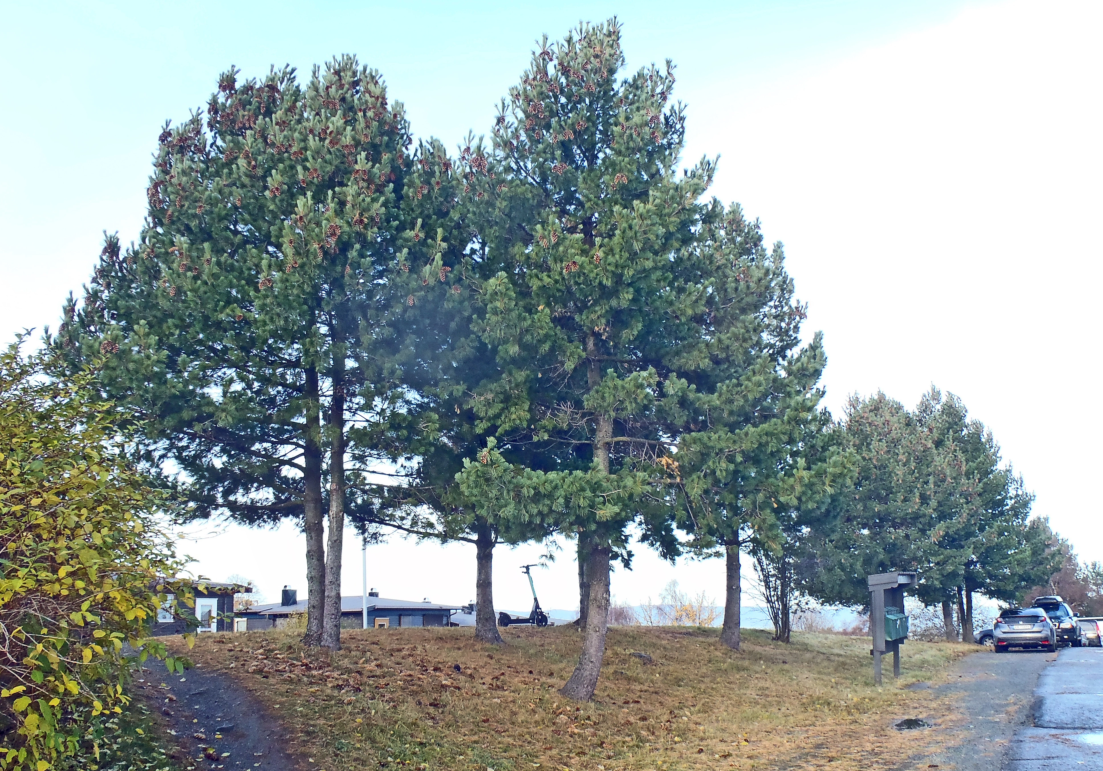 Nakenfrøete planter: Pinus peuce.