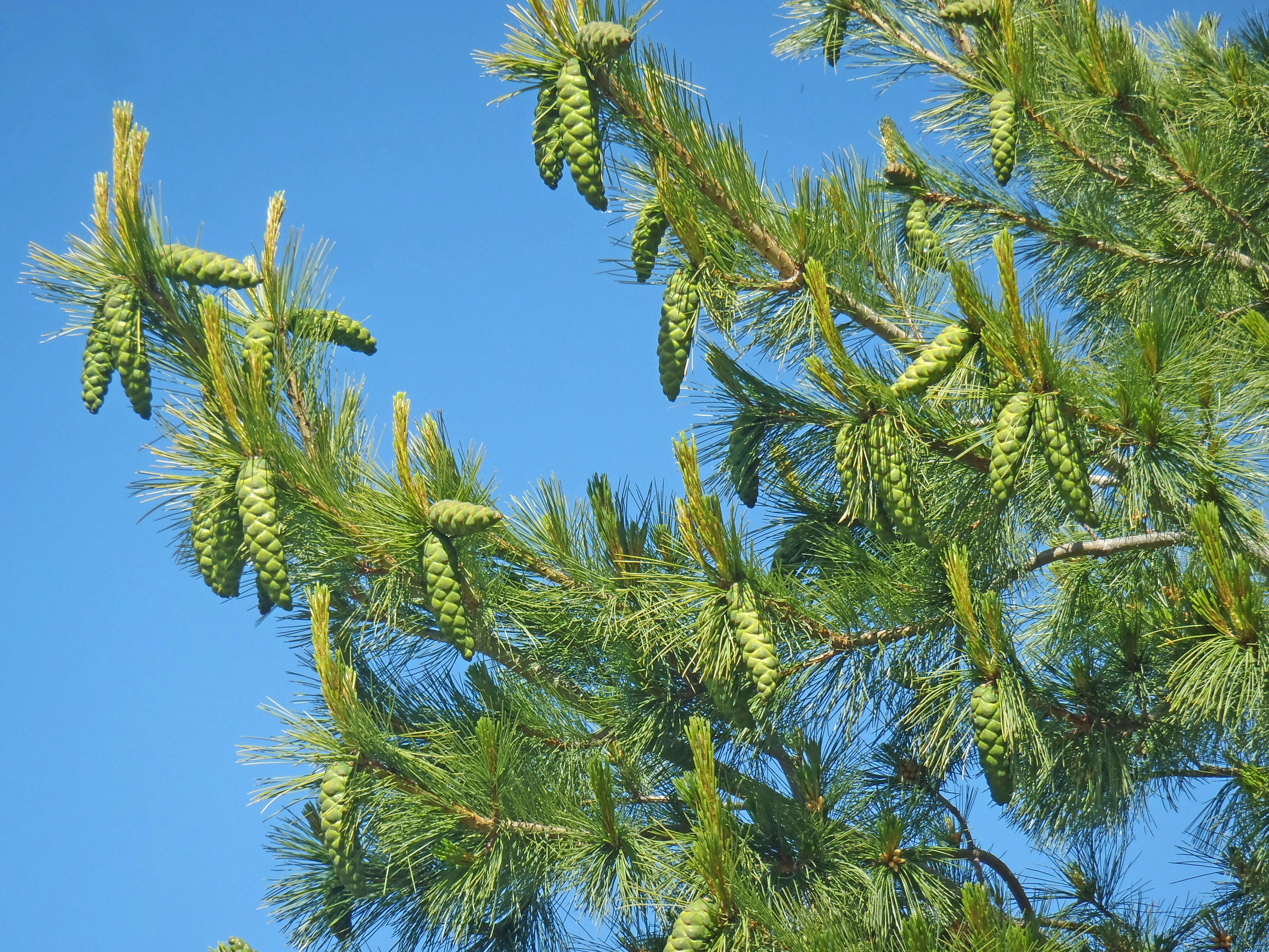 Nakenfrøete planter: Pinus strobus.